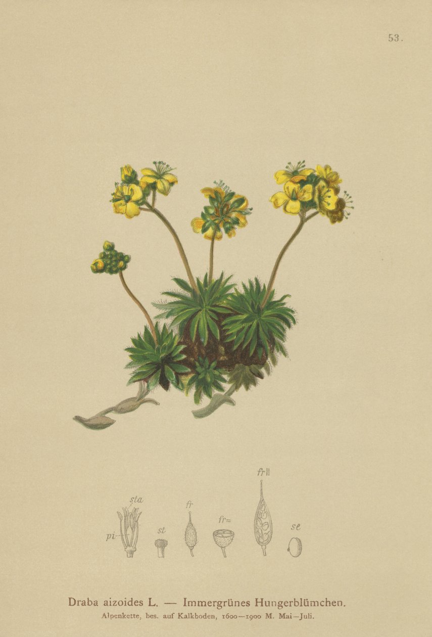 Gult svitgräs (Draba aizoides) av German School