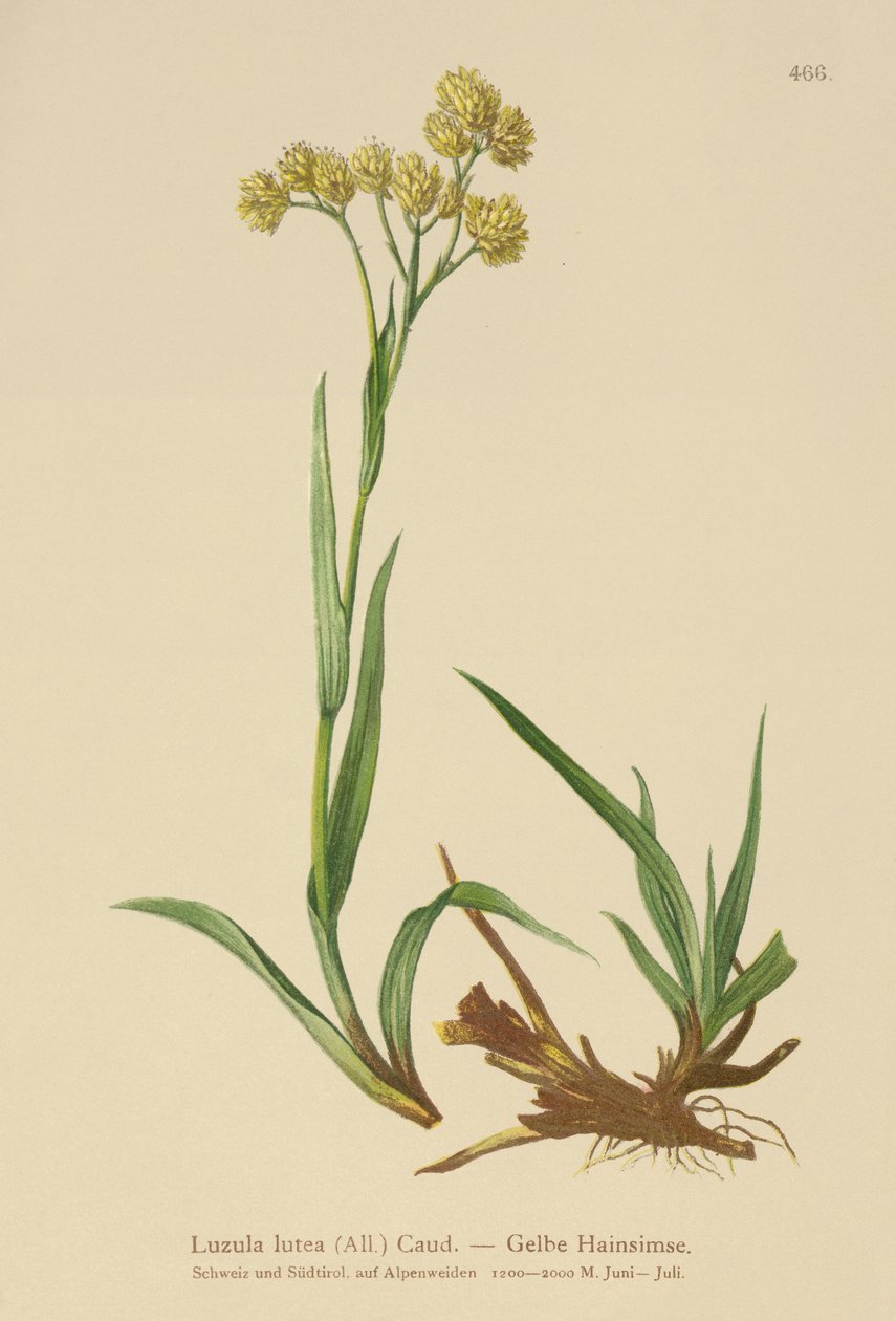 Yellow Wood-Rush (Luzula lutea) av German School