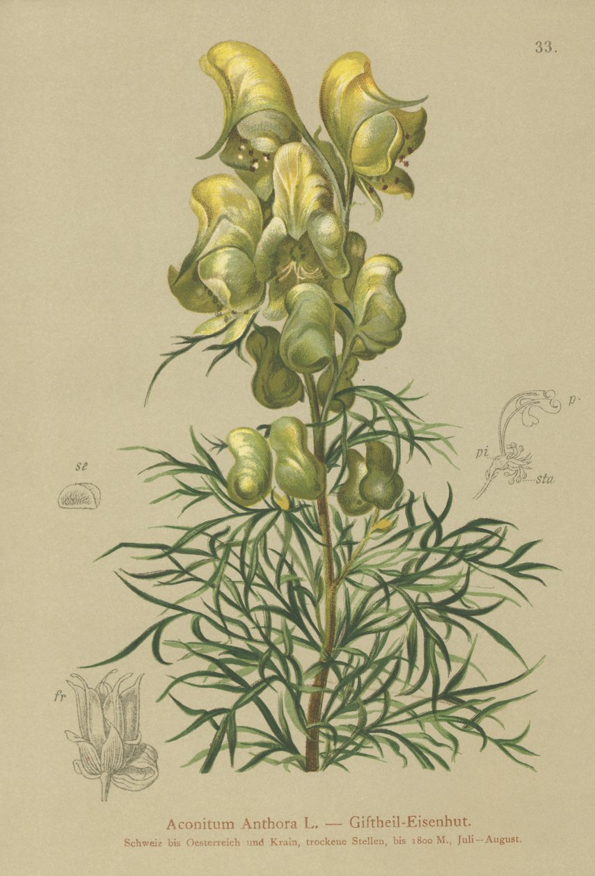 Gul munkhuva (Aconitum anthora) av German School