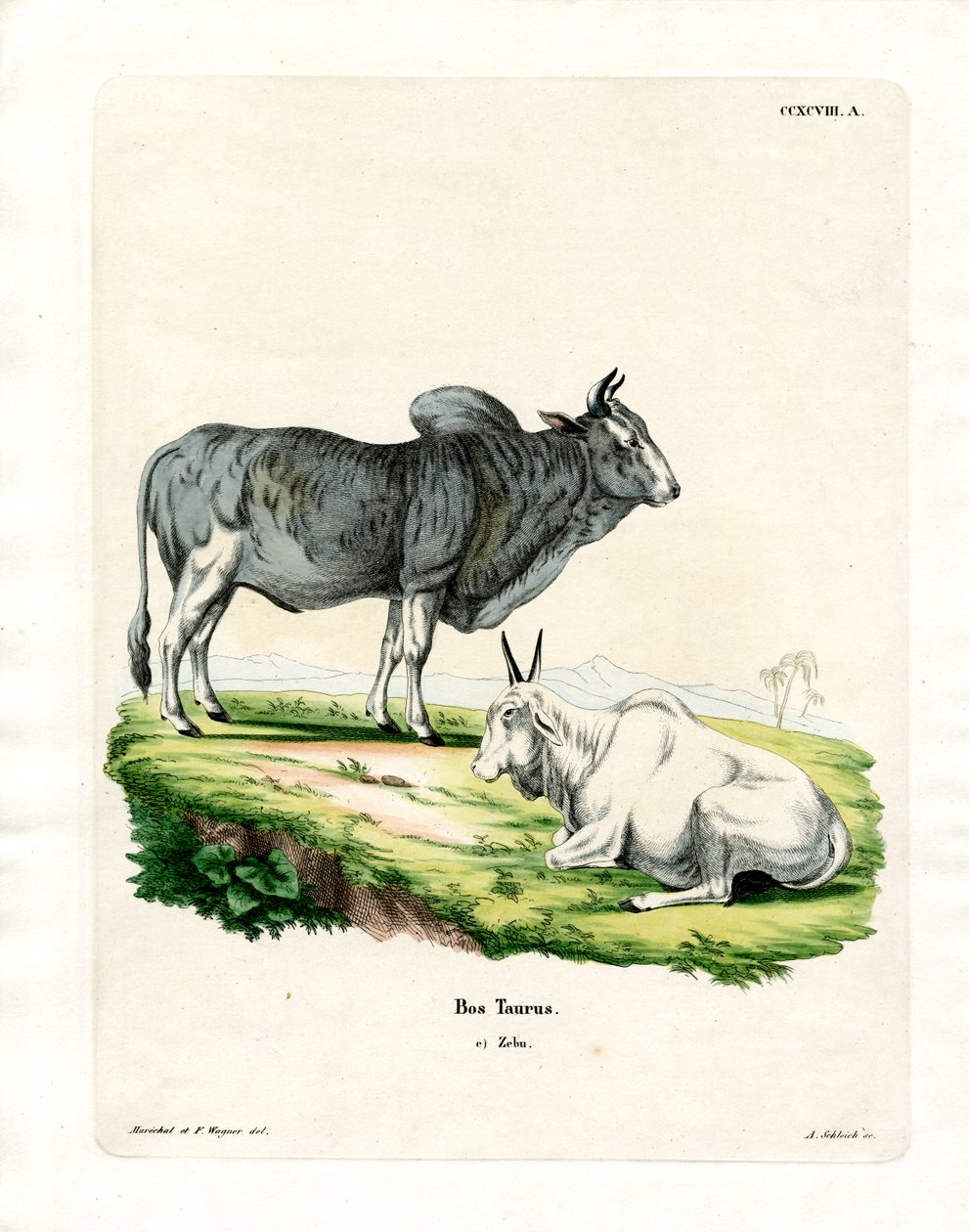 Zebu (färgad gravyr) av German School