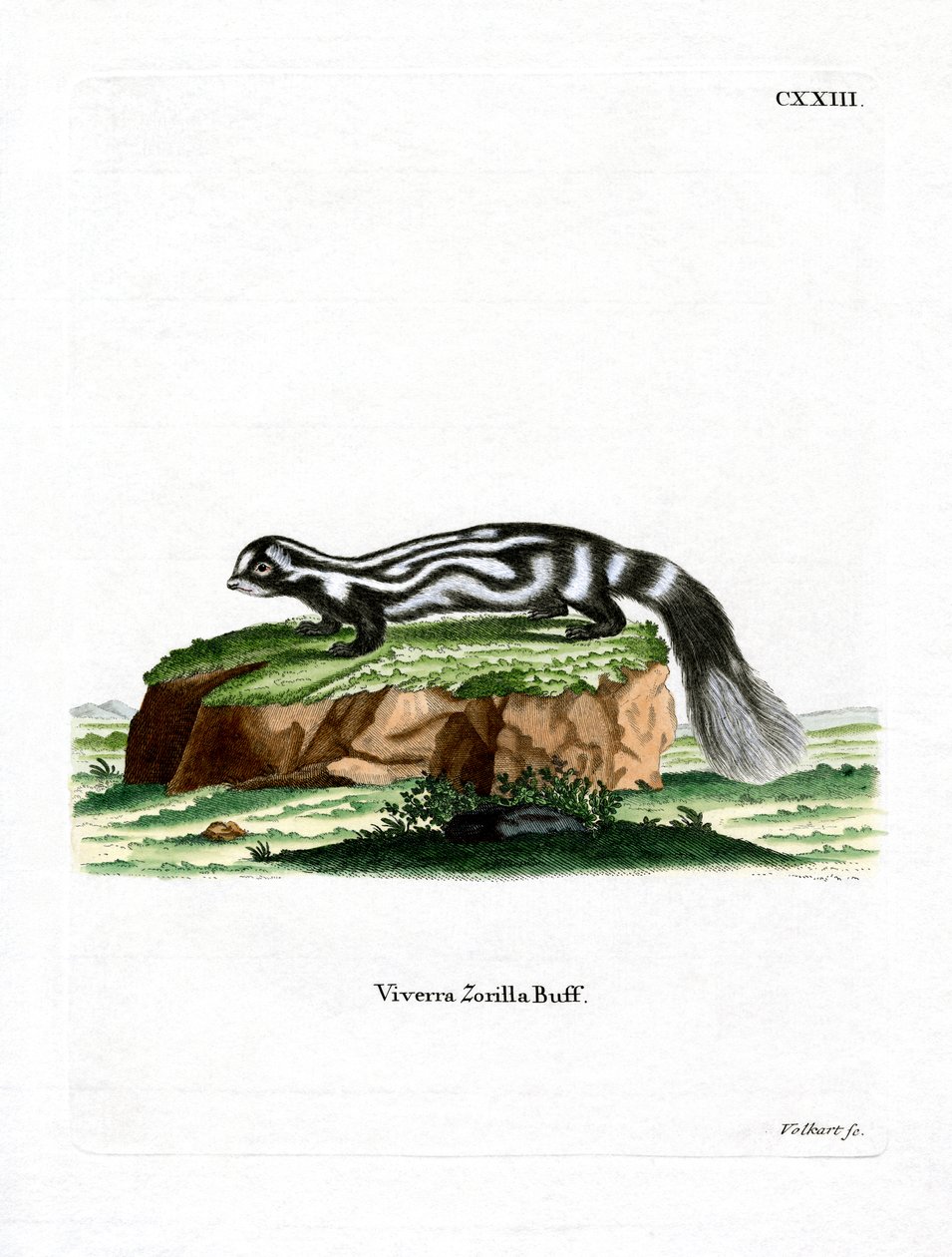 Zorilla (färgad gravyr) av German School