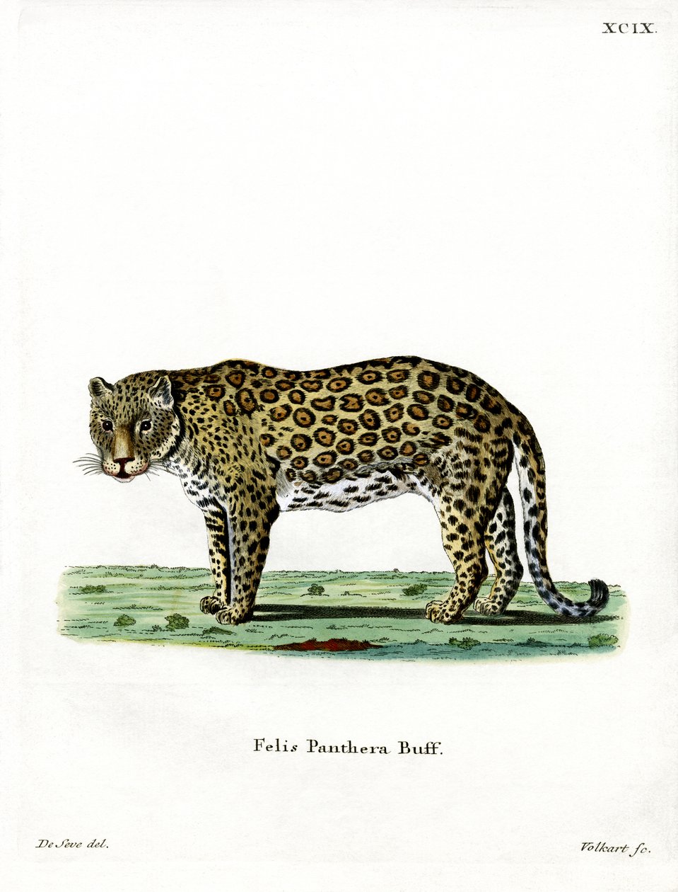 leopard (färgad gravyr) av German School