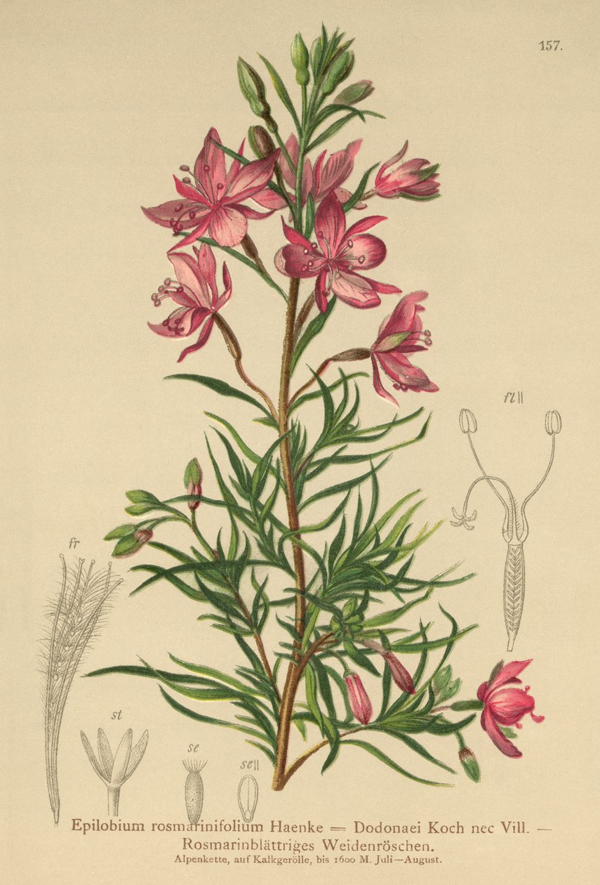 rosmarinbladig pilört (Epilobium rosmarinifolium, Epilobium Dodonaei) av German School