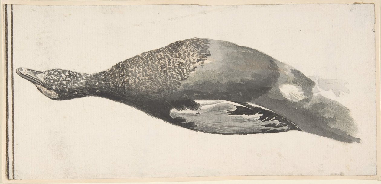 Död anka, 1685-1755. av Giorgio Durante