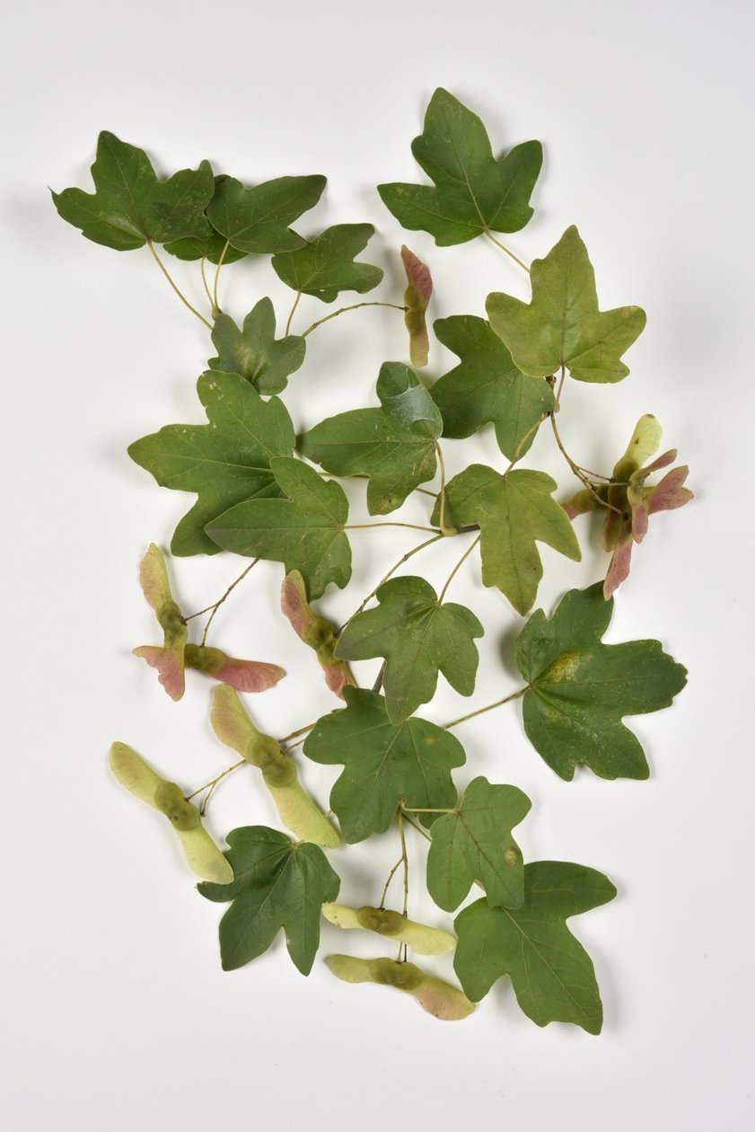 Campestre Acer/Country Maple/Small Maple av Phillipe de Marlier