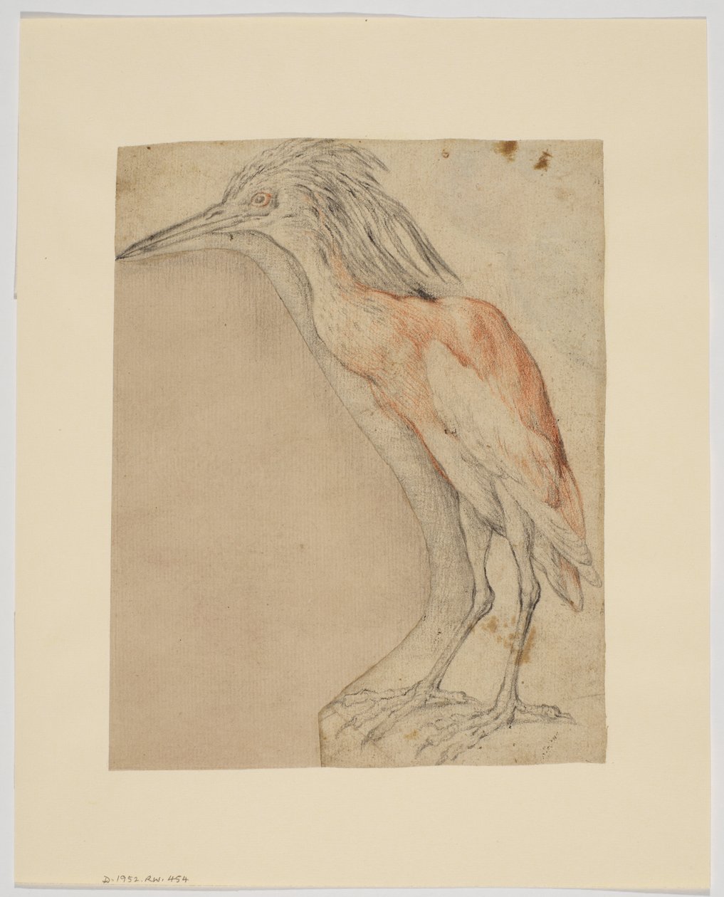 Heron, recto (krita på papper) av Giovanni da Udine (after)