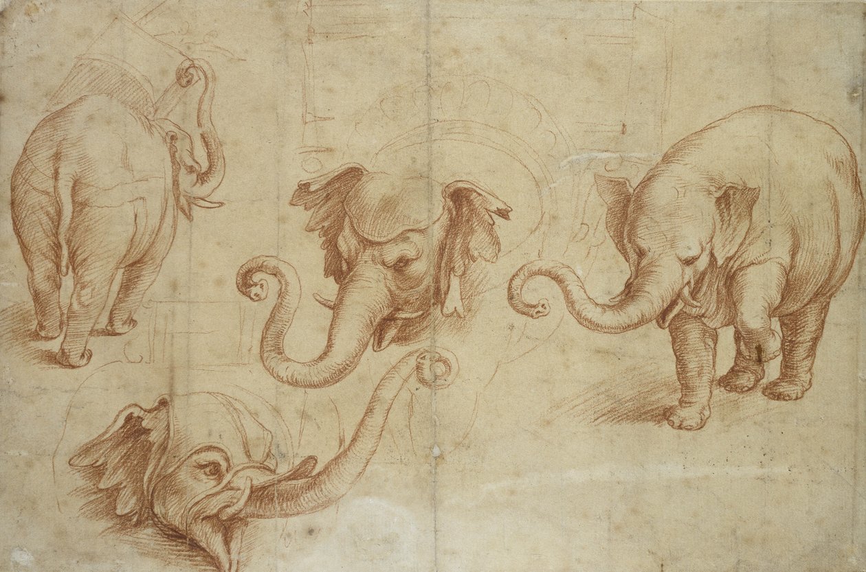 Fyra studier av en elefant (rödkrita på blekt papper) av Giulio Romano