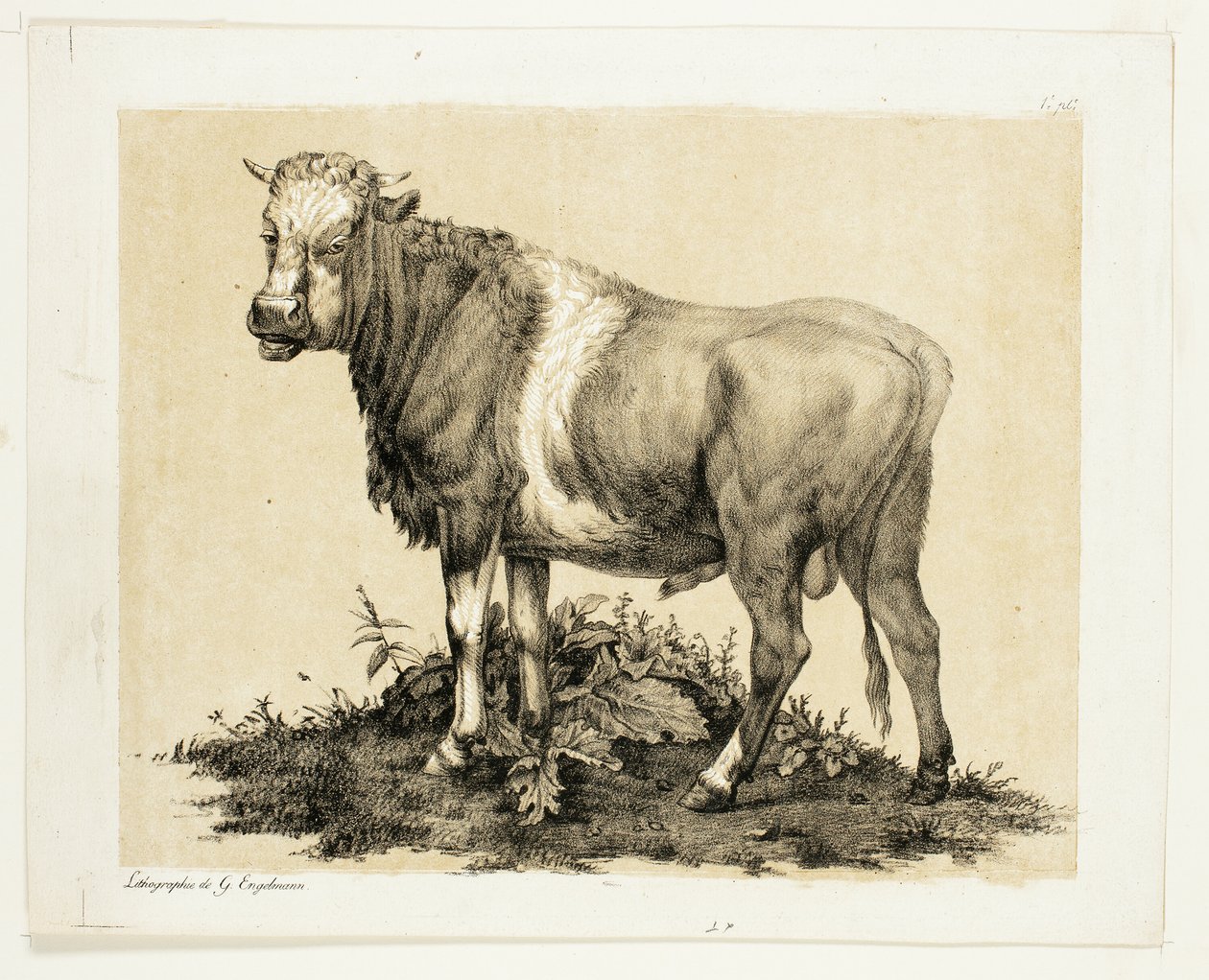 Tjuren av Gottfried Engelmann