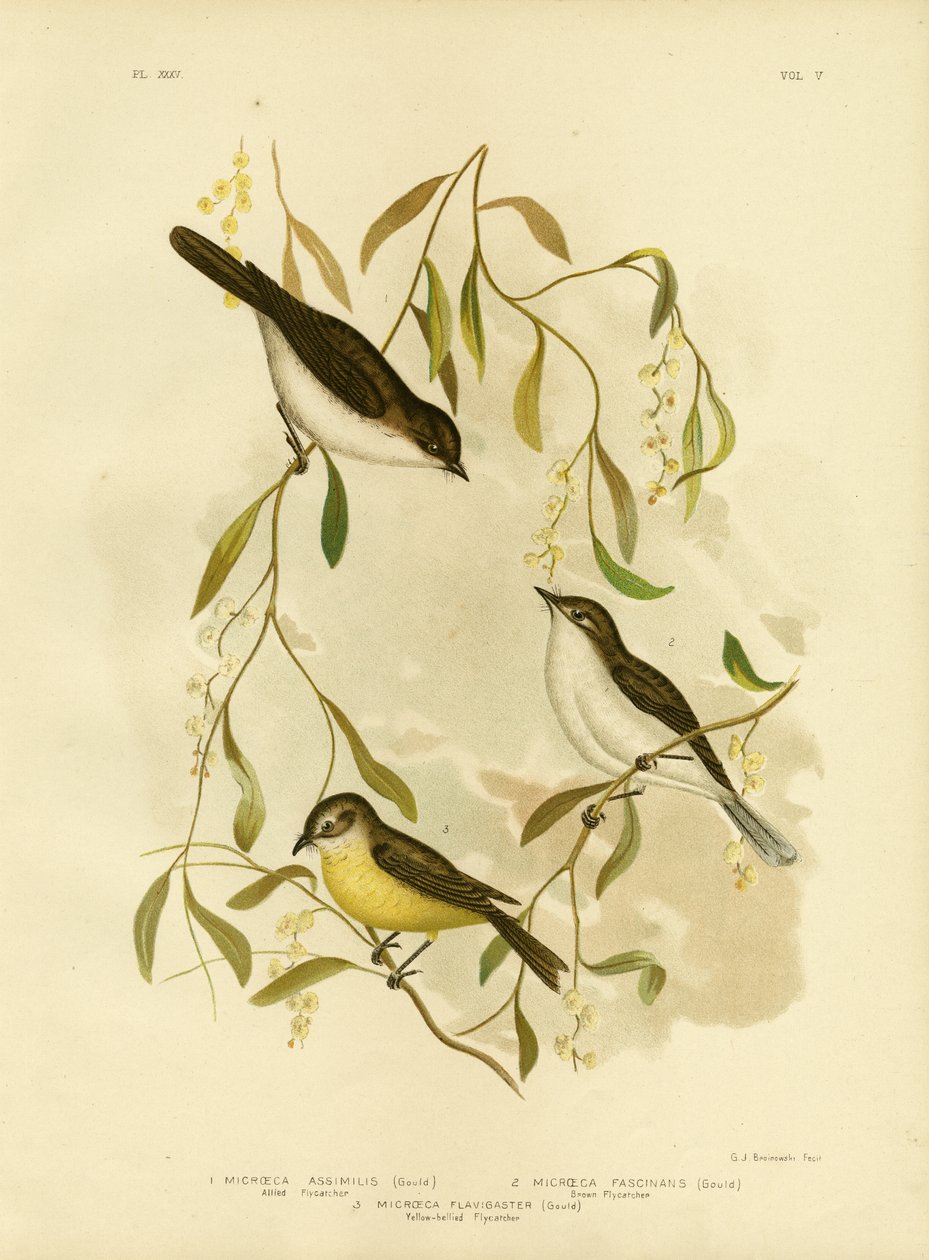 Allierad flugsnappare, 1891 av Gracius Broinowski