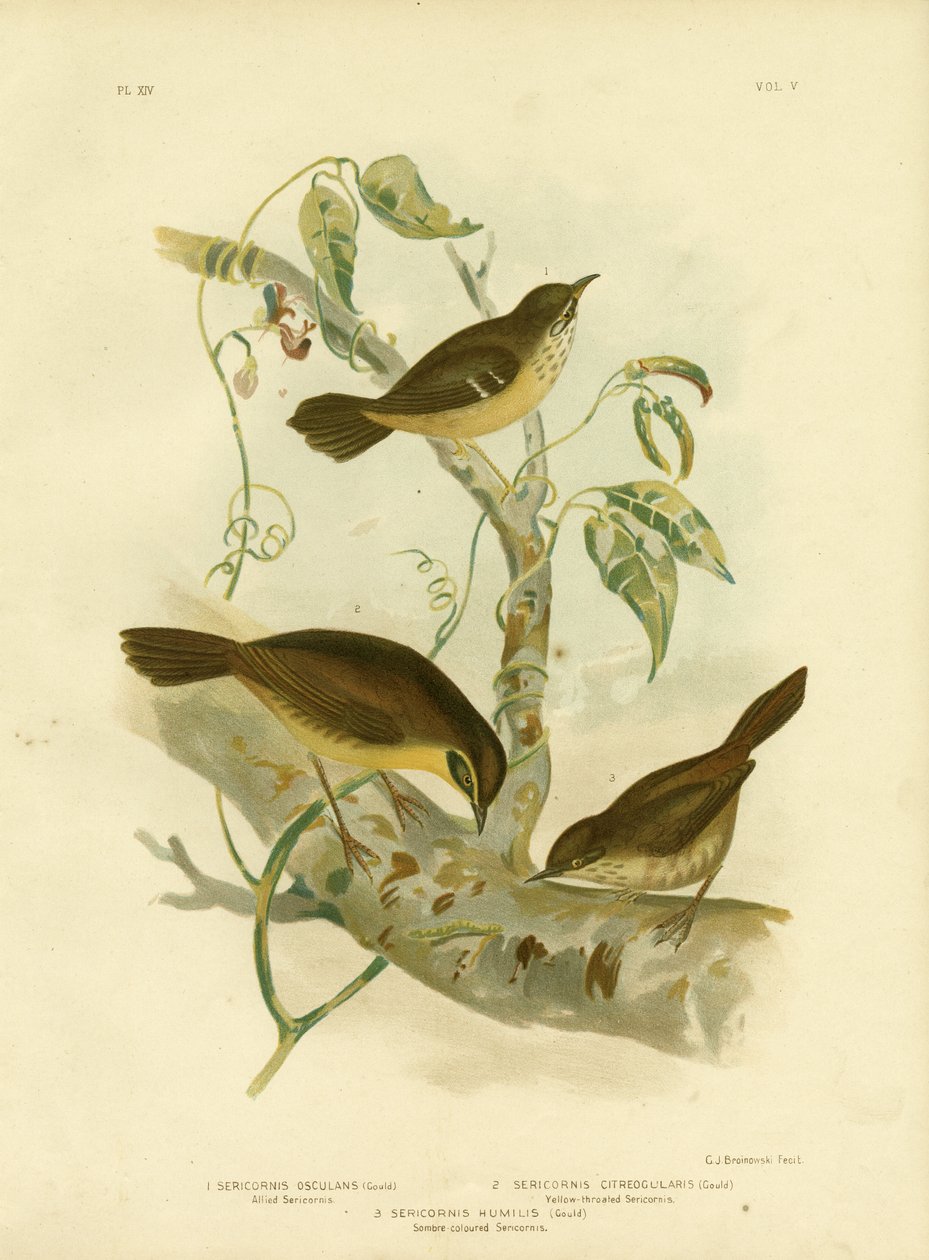 Allied Scrubwren eller White-Browed Scrubwren, 1891 av Gracius Broinowski