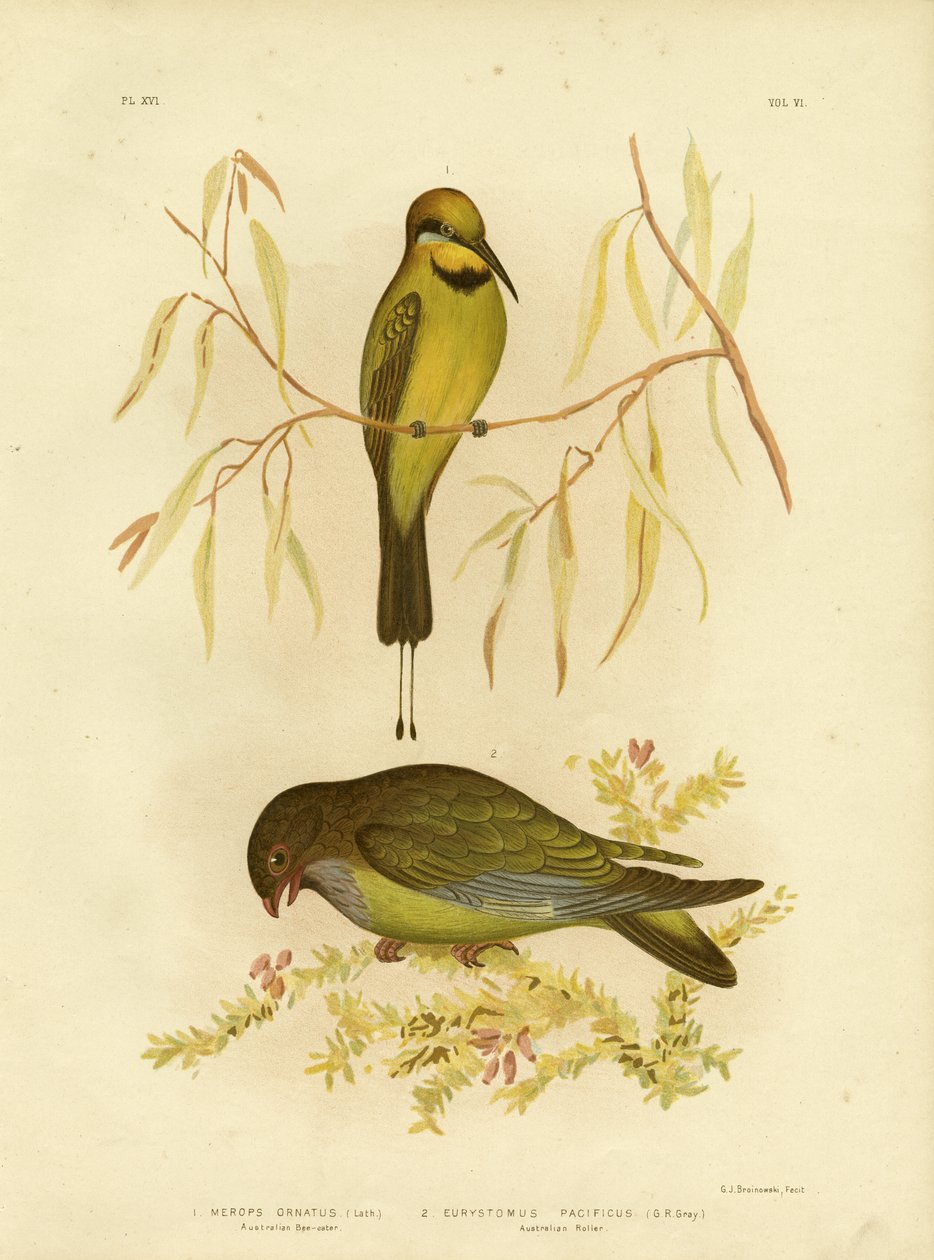 Australisk biätare eller regnbågsbiätare, 1891 av Gracius Broinowski