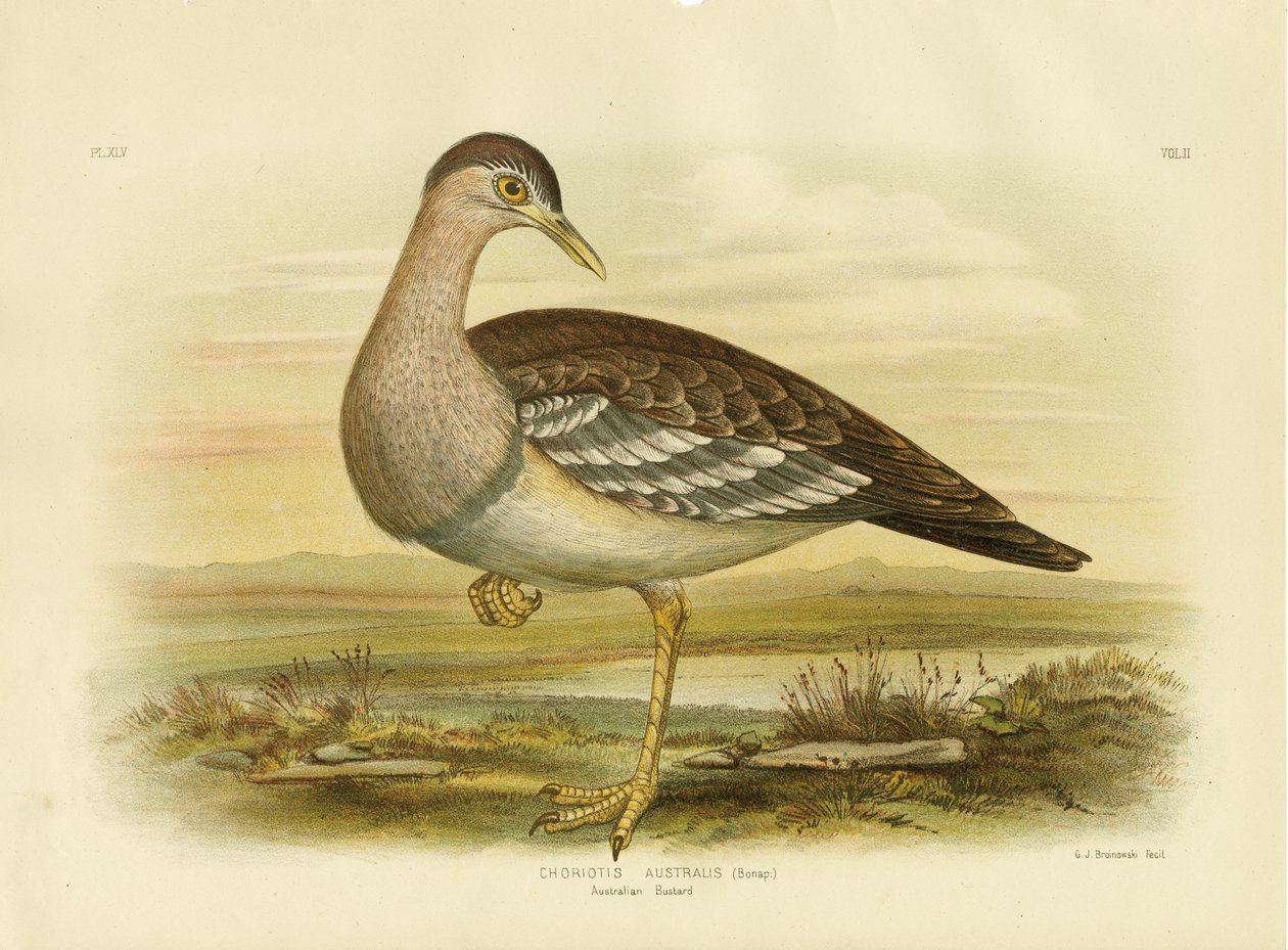 Australian Bustard or Bush Turkiet, 1891 av Gracius Broinowski