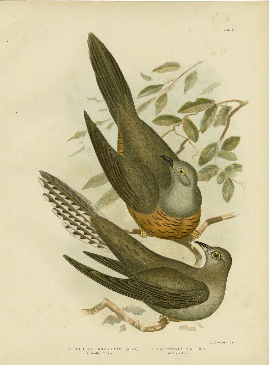 australiensisk gök, 1891 av Gracius Broinowski