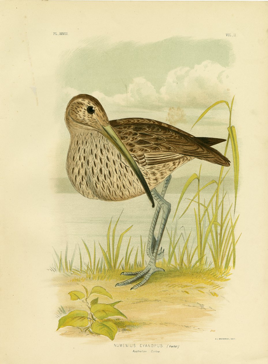 Australiensisk kungsfiskare eller östasiatisk kungsfiskare, 1891 av Gracius Broinowski