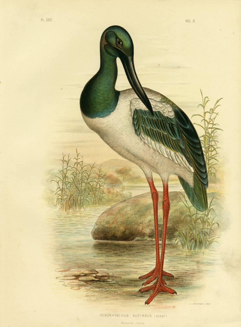 Australisk Jabiru eller svarthalsad stork, 1891 av Gracius Broinowski