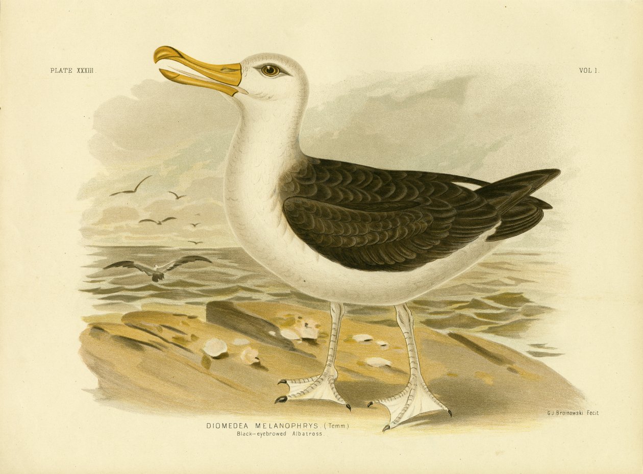 Svartbrynad albatross, 1891 av Gracius Broinowski