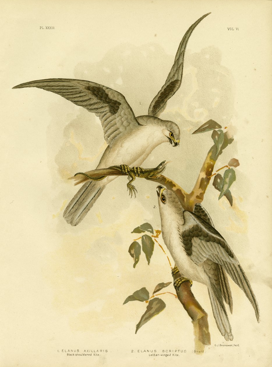 Svartaxlad drake, 1891 av Gracius Broinowski