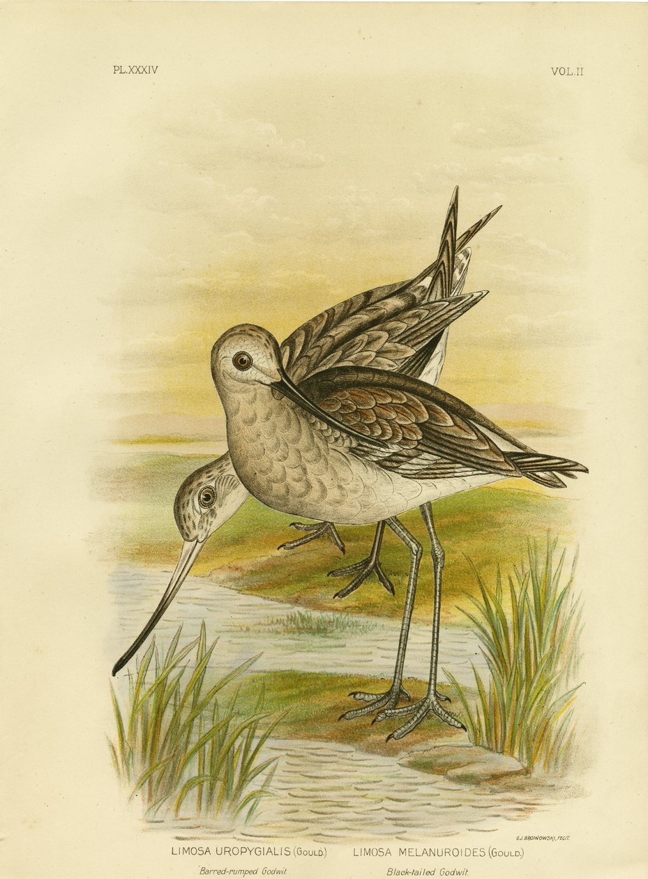 Svartsvansspov, 1891 av Gracius Broinowski