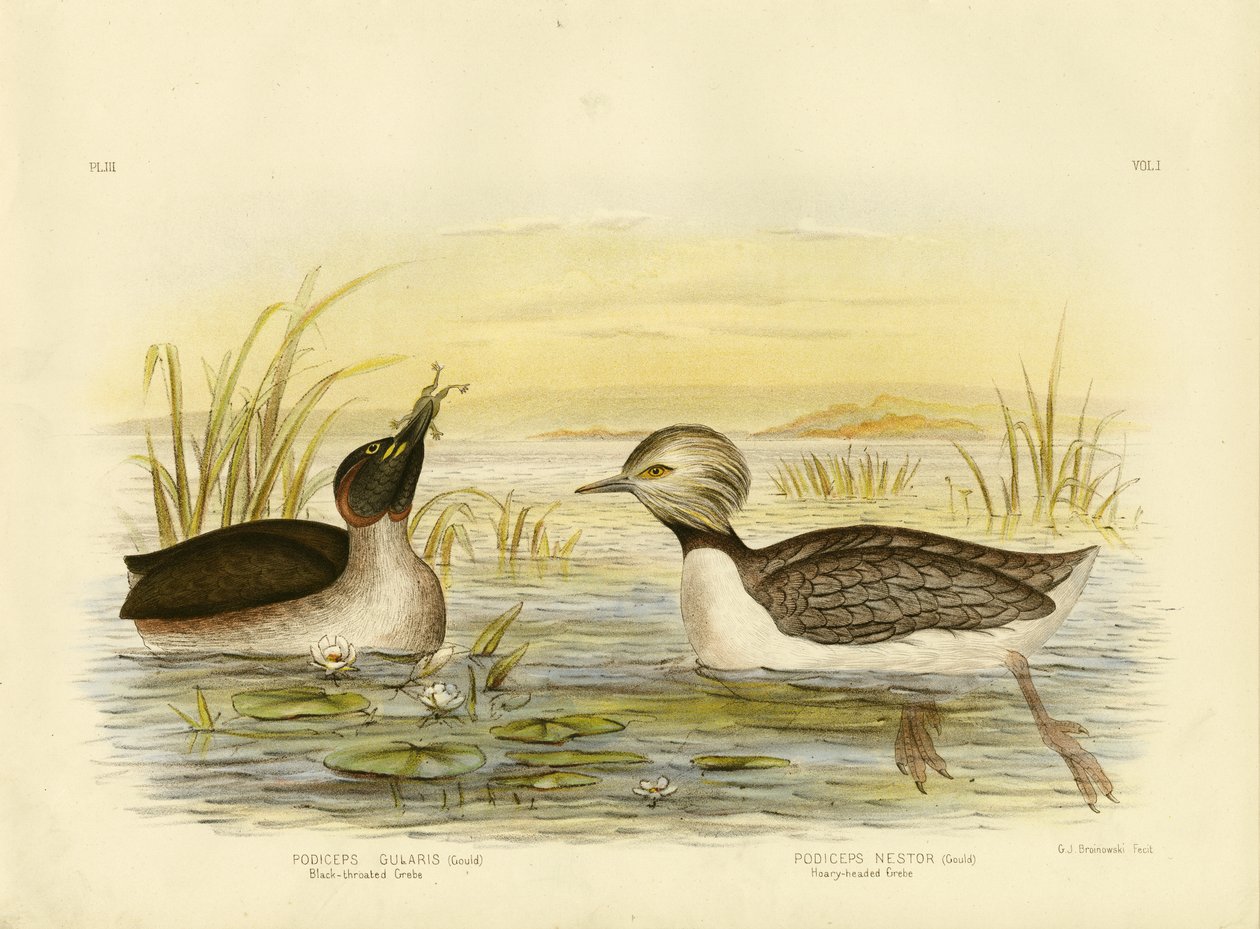 Svarttungad lappfågel, 1891 av Gracius Broinowski