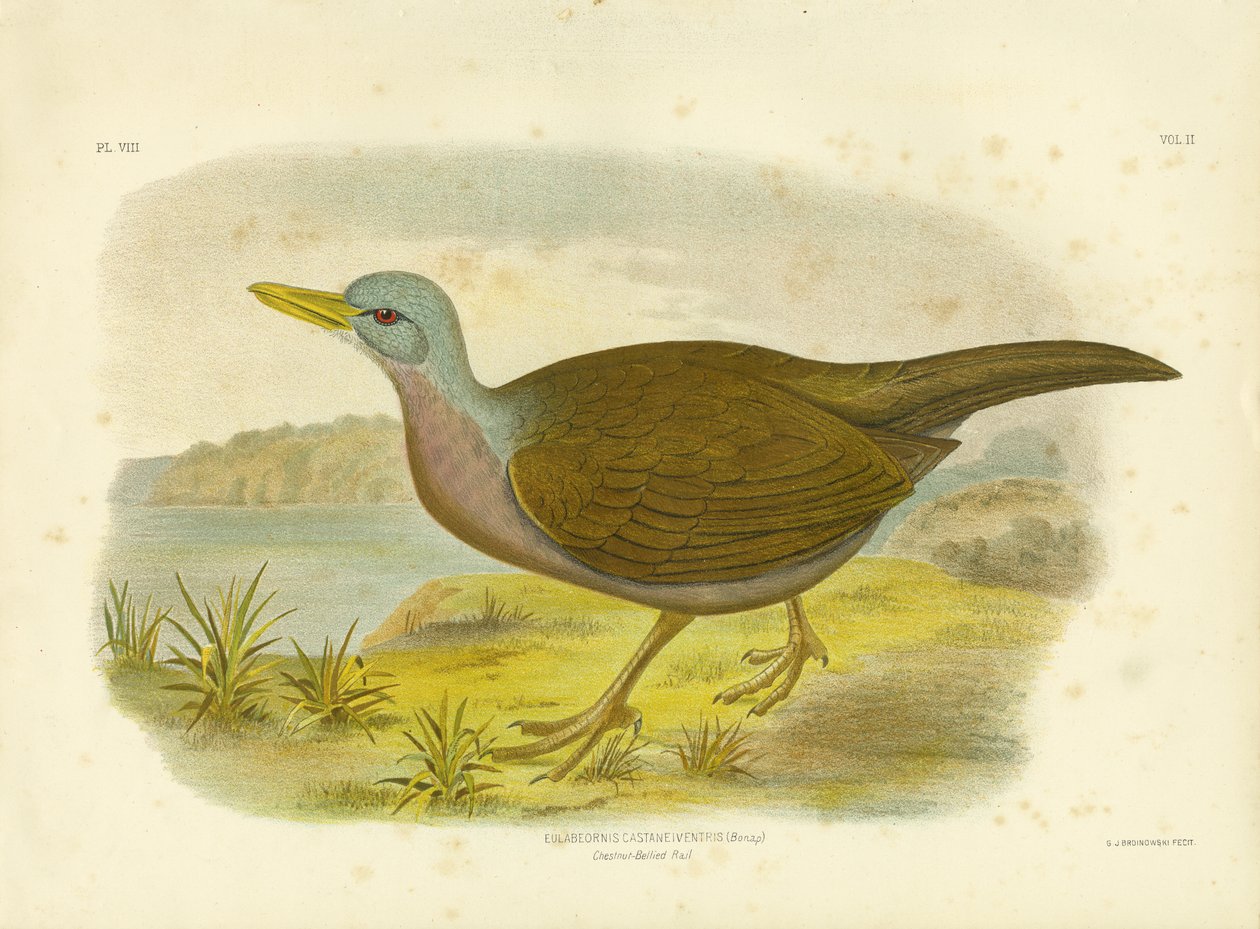Chestnut-Bellied Rail, 1891 av Gracius Broinowski