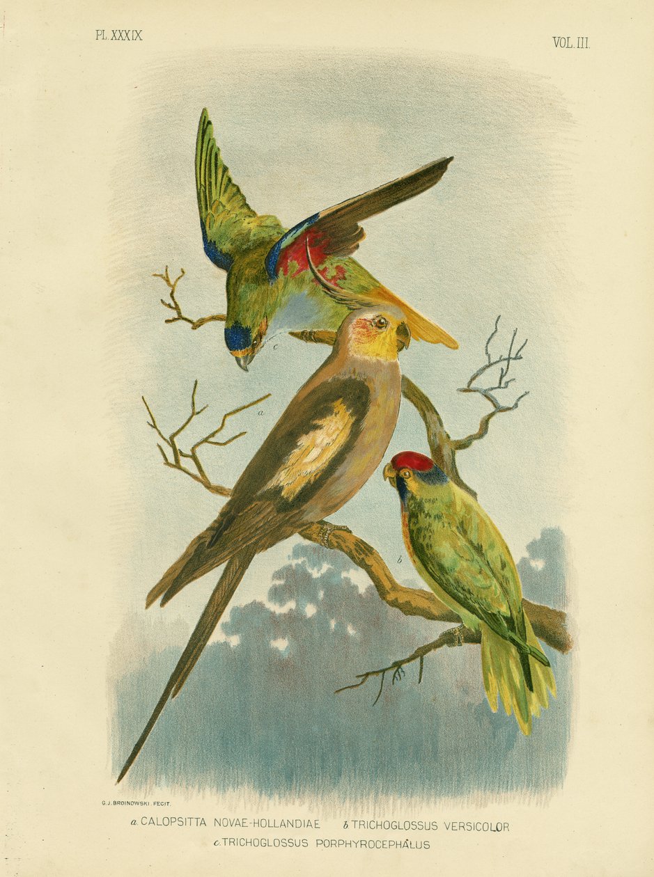 Kakaduaparakit eller kakadua, 1891 av Gracius Broinowski