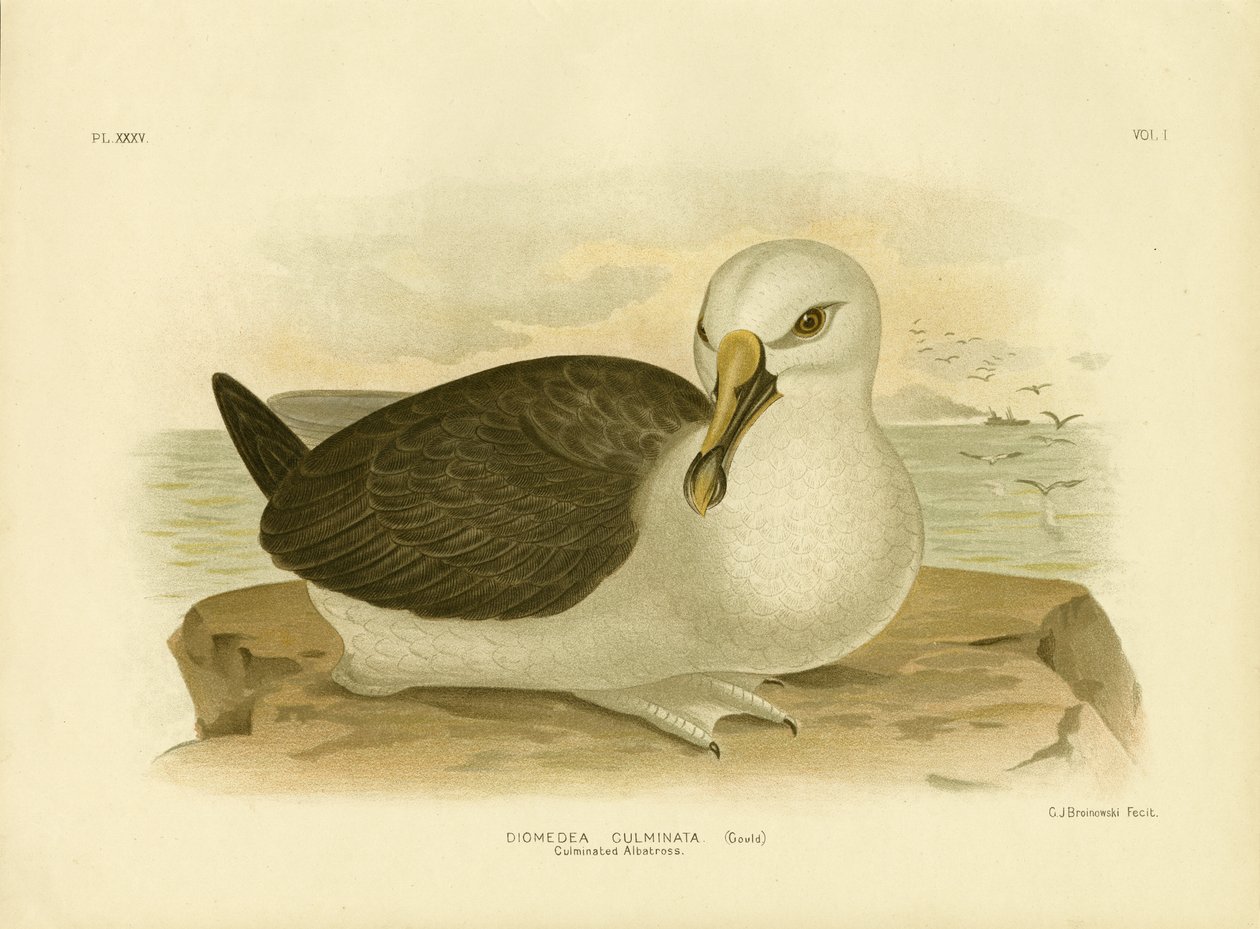 Kulminerad albatross, 1891 av Gracius Broinowski