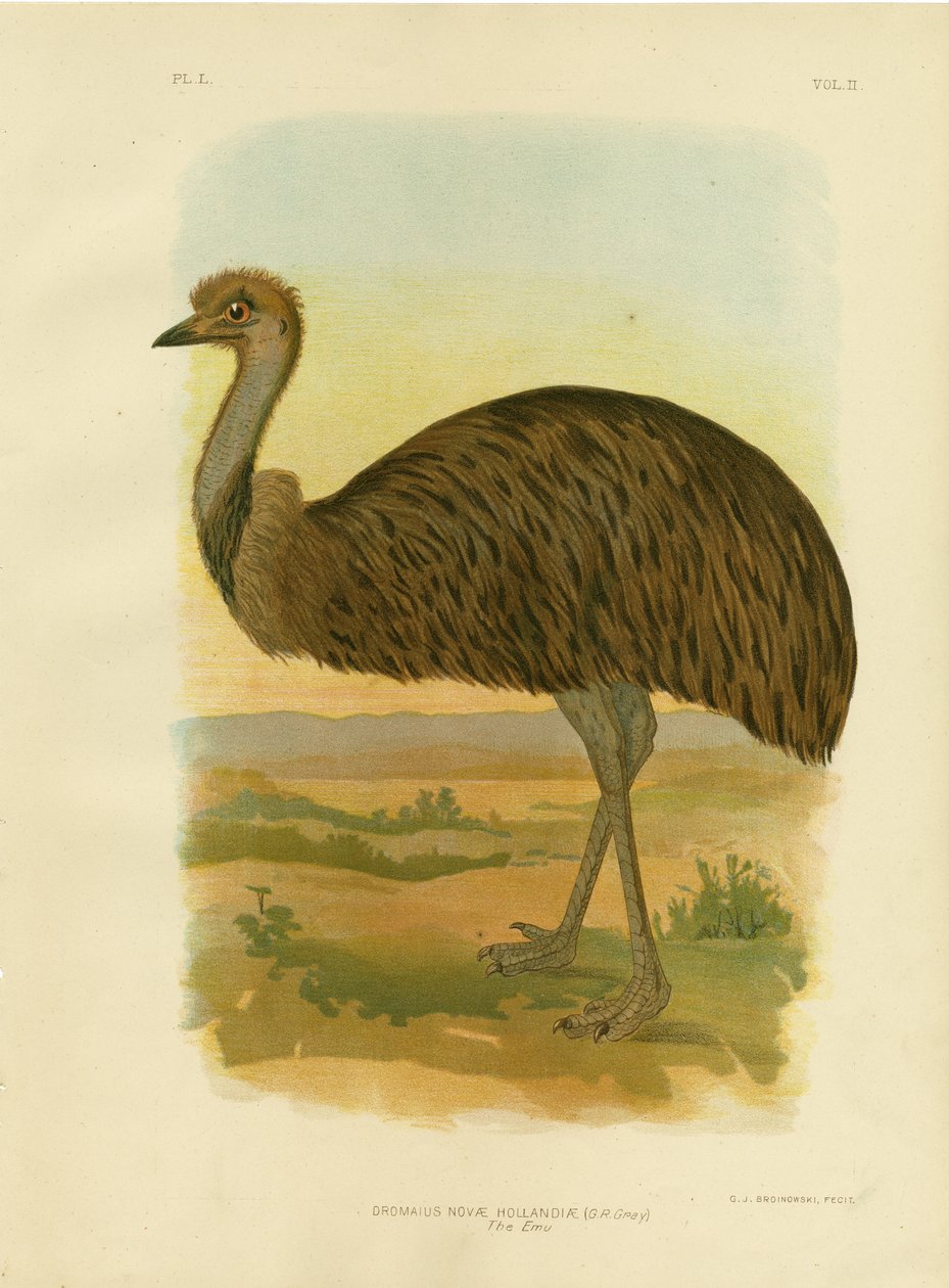 Emu, 1891 av Gracius Broinowski