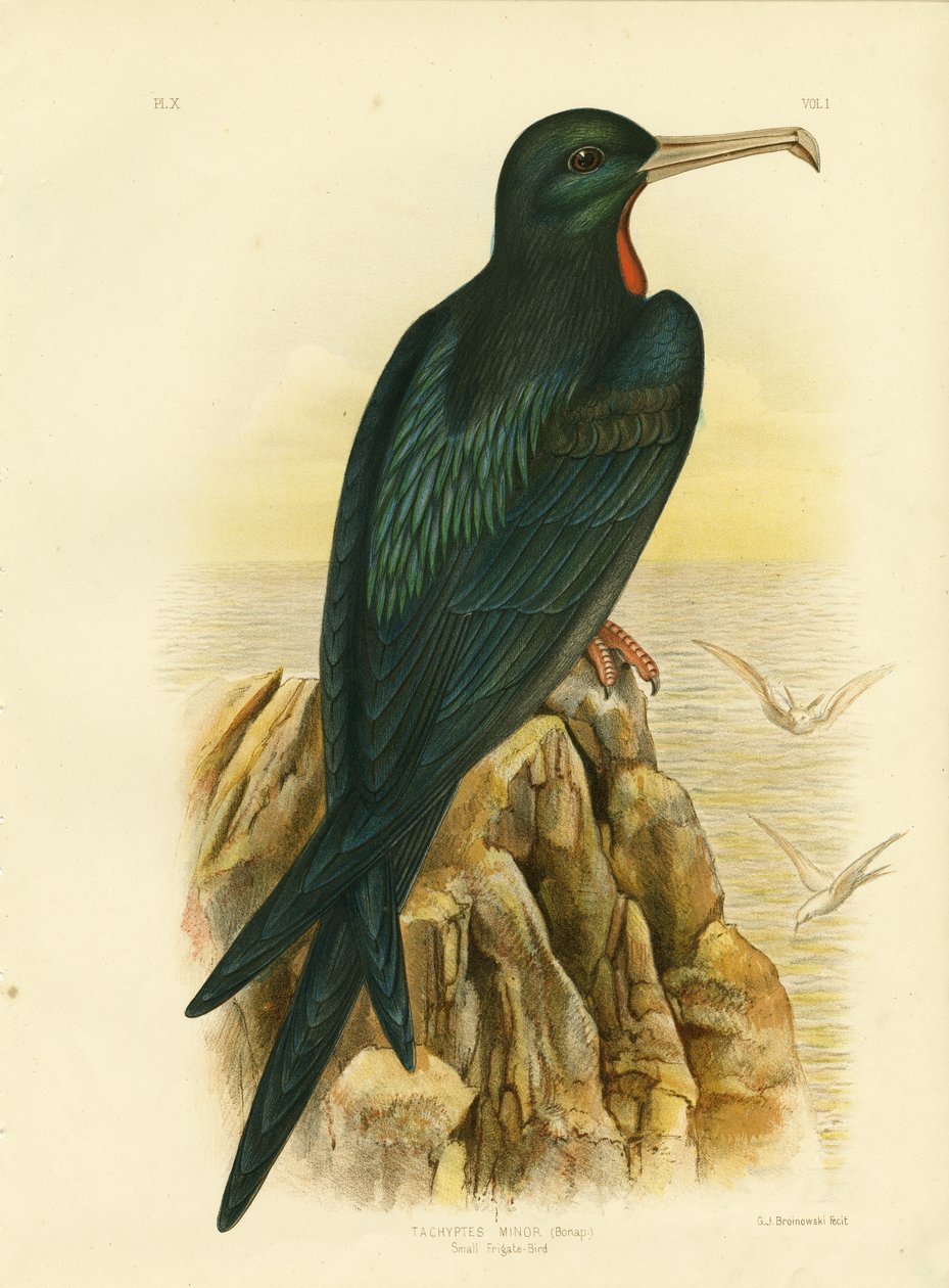 Fregattfågel, 1891 av Gracius Broinowski