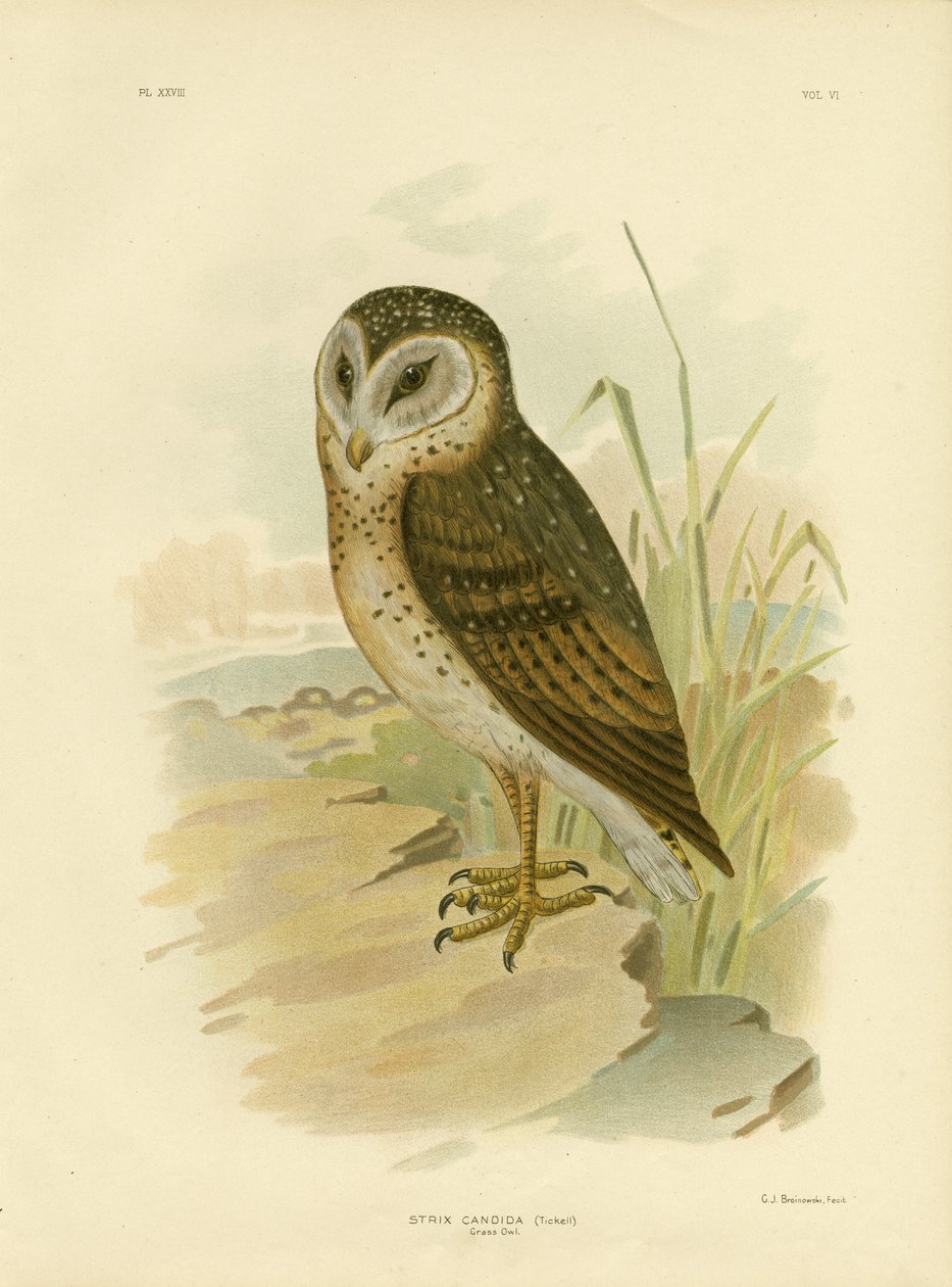 Gräsuggla, 1891 av Gracius Broinowski