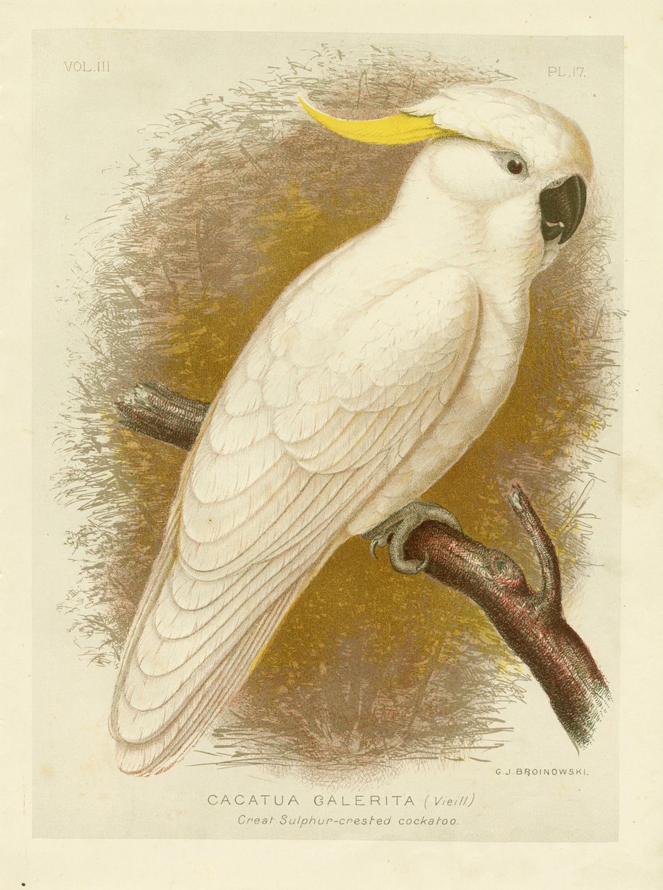 Stor svavelkrönad kakadua, 1891 av Gracius Broinowski
