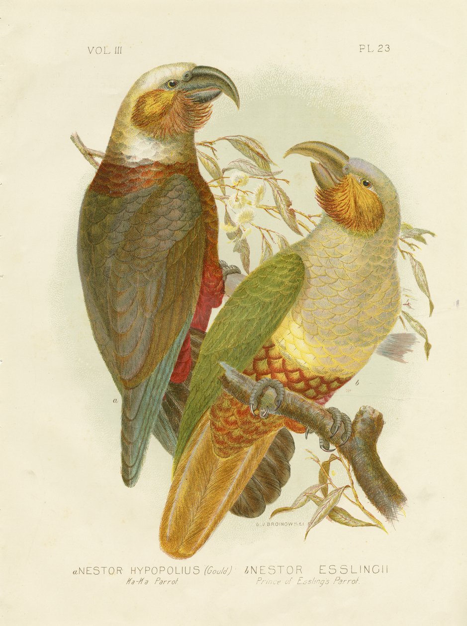 Kaka papegoja, 1891 av Gracius Broinowski