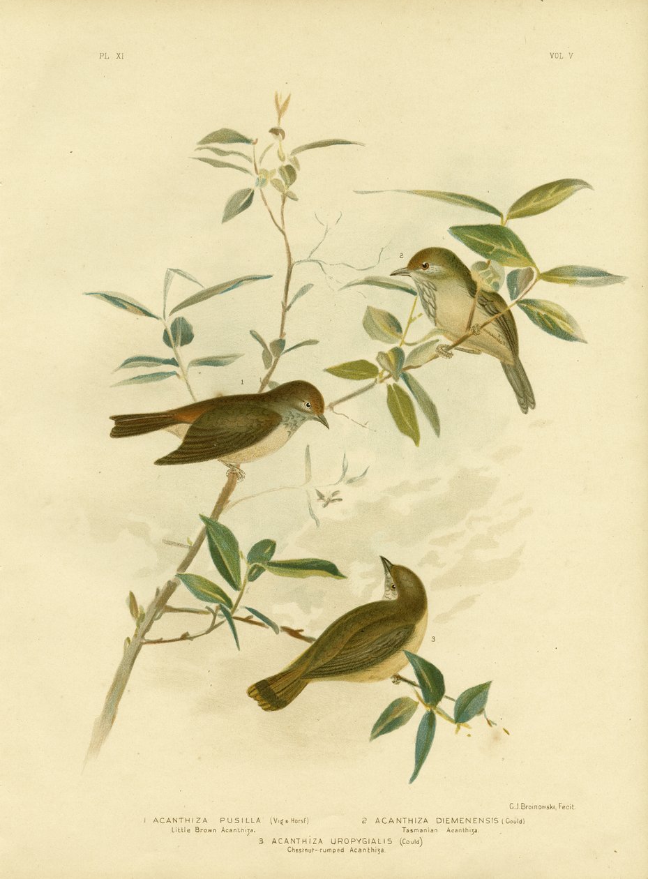 Liten brun törnskata, 1891 av Gracius Broinowski