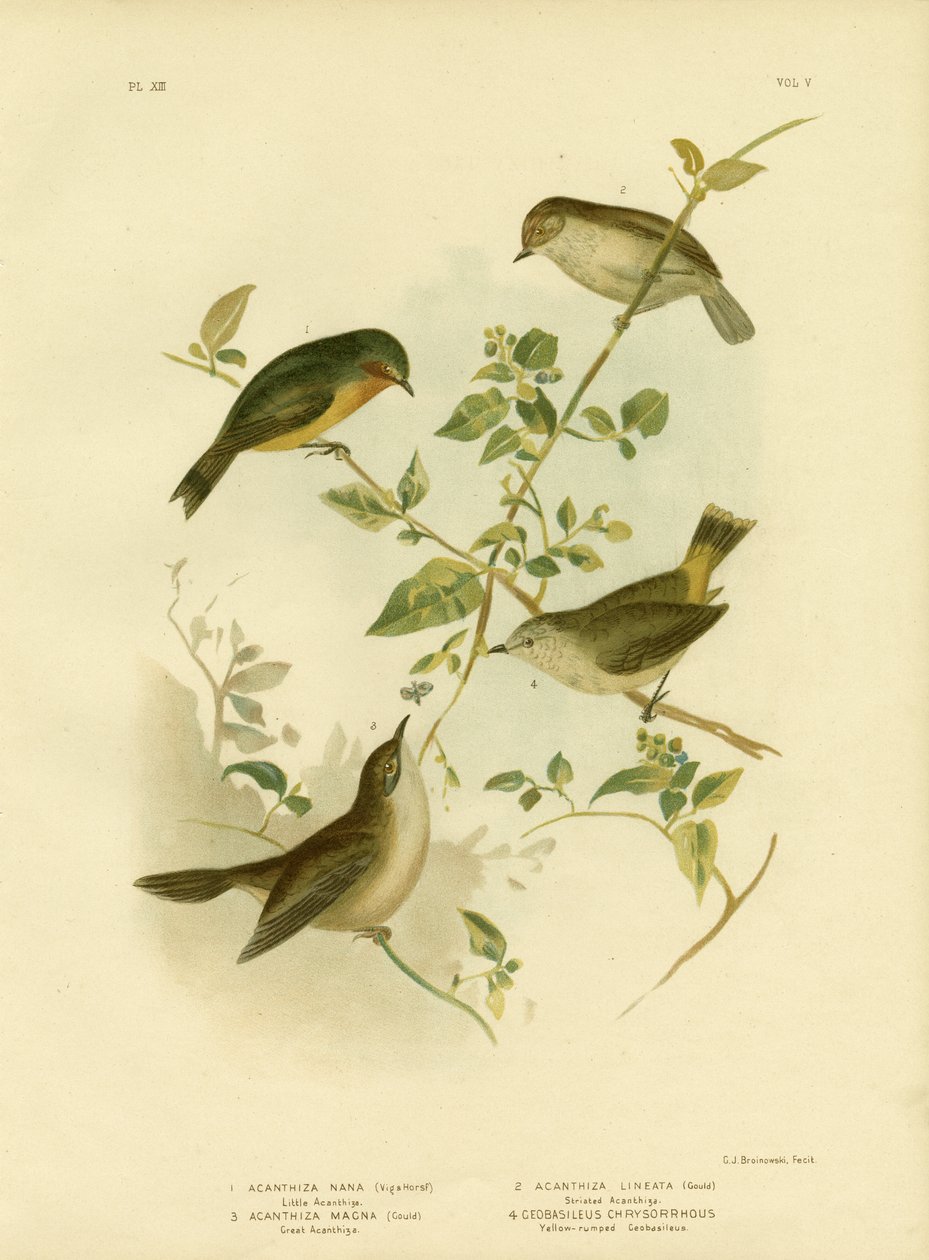 Liten taggnäbb eller gul taggnäbb, 1891 av Gracius Broinowski