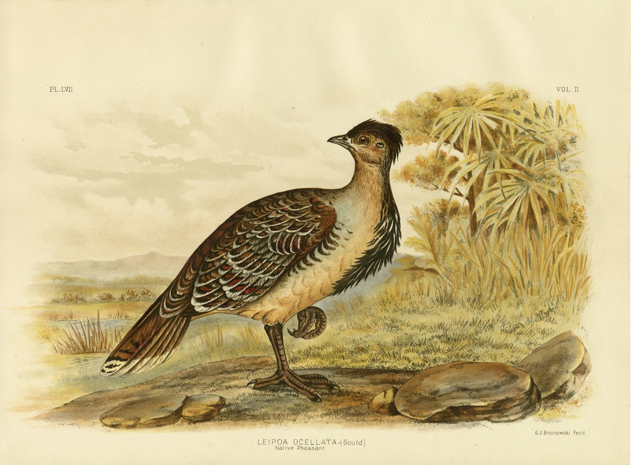 Infödd fasan eller Malleefowl, 1891 av Gracius Broinowski