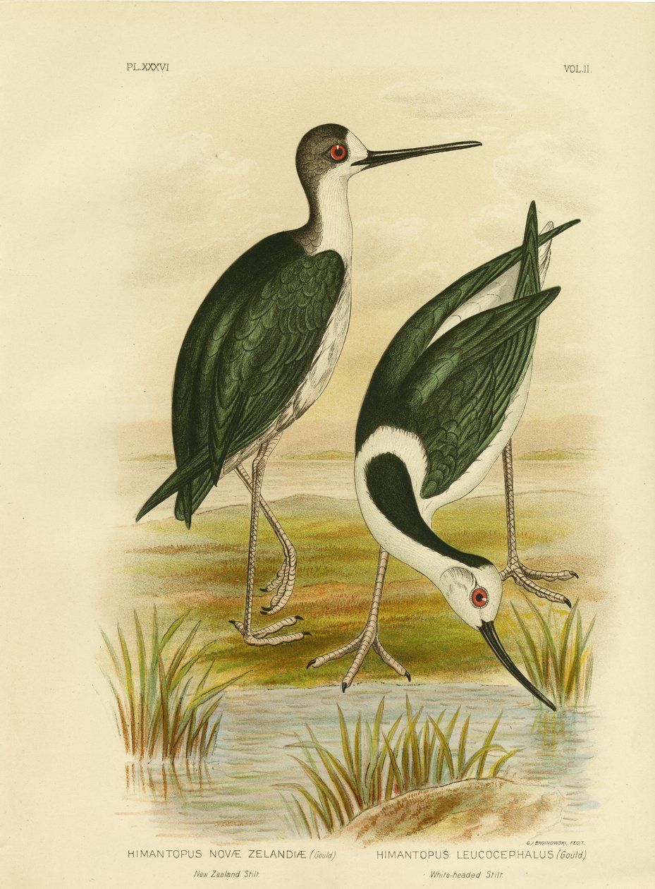 Nya Zeeland Stilt, 1891 av Gracius Broinowski