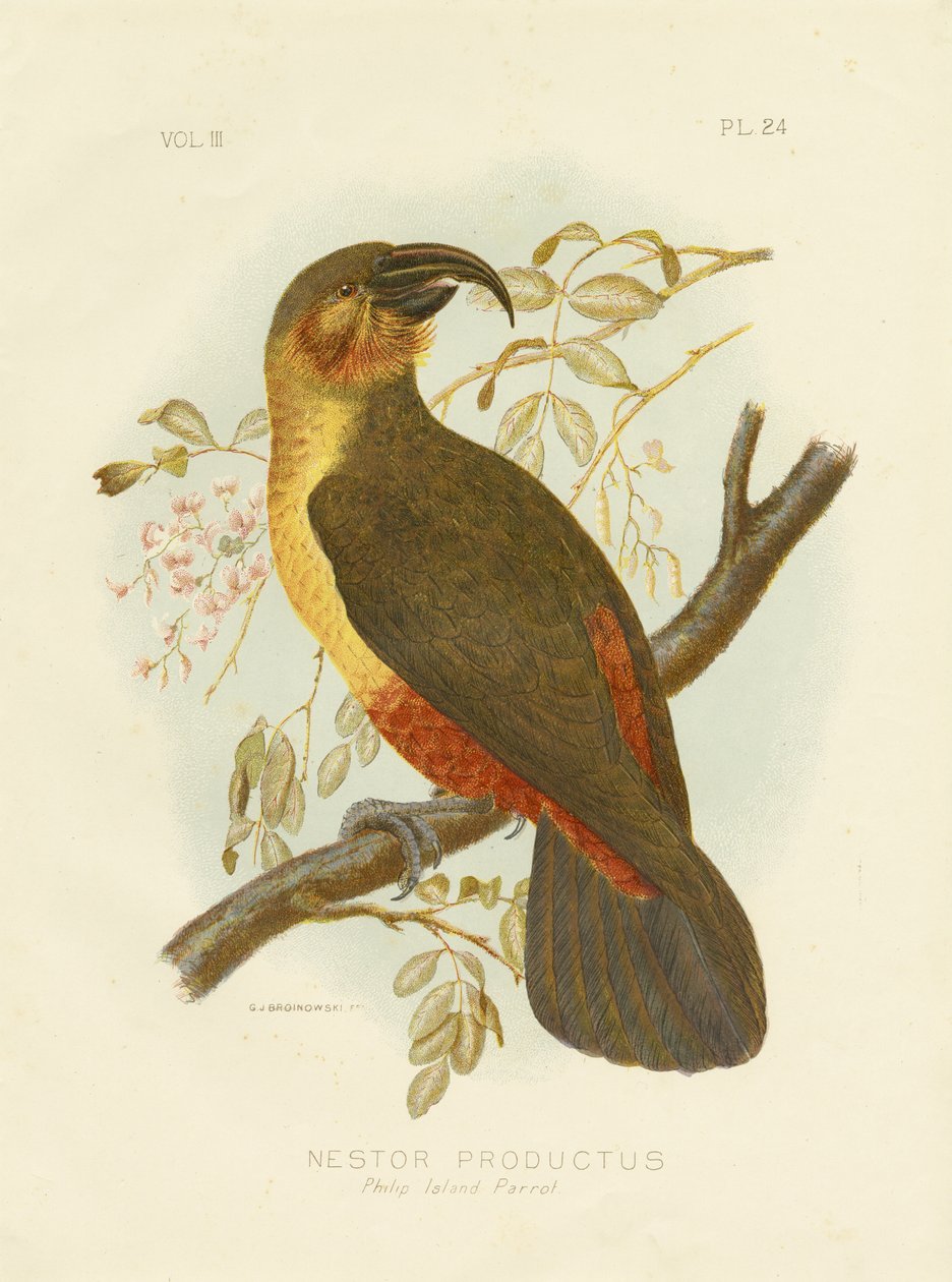 Norfolk Kaka, 1891 av Gracius Broinowski