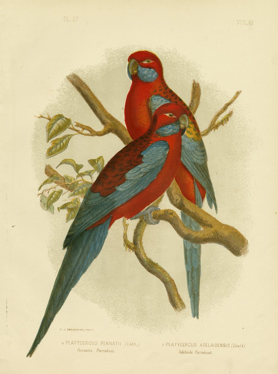 Vimplar Parakit Eller Crimson Rosella, 1891 av Gracius Broinowski