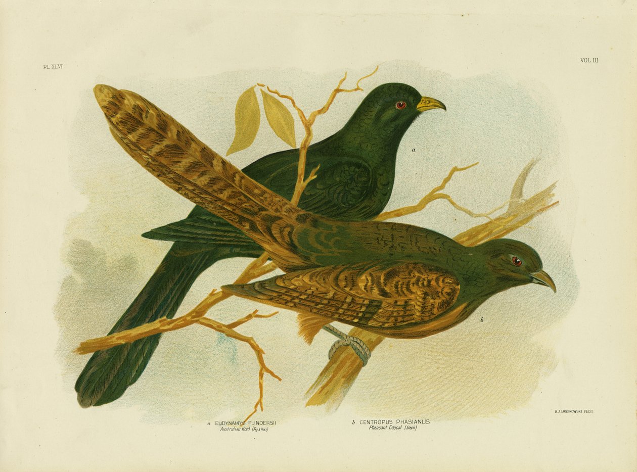 Fasan Coucal, 1891 av Gracius Broinowski