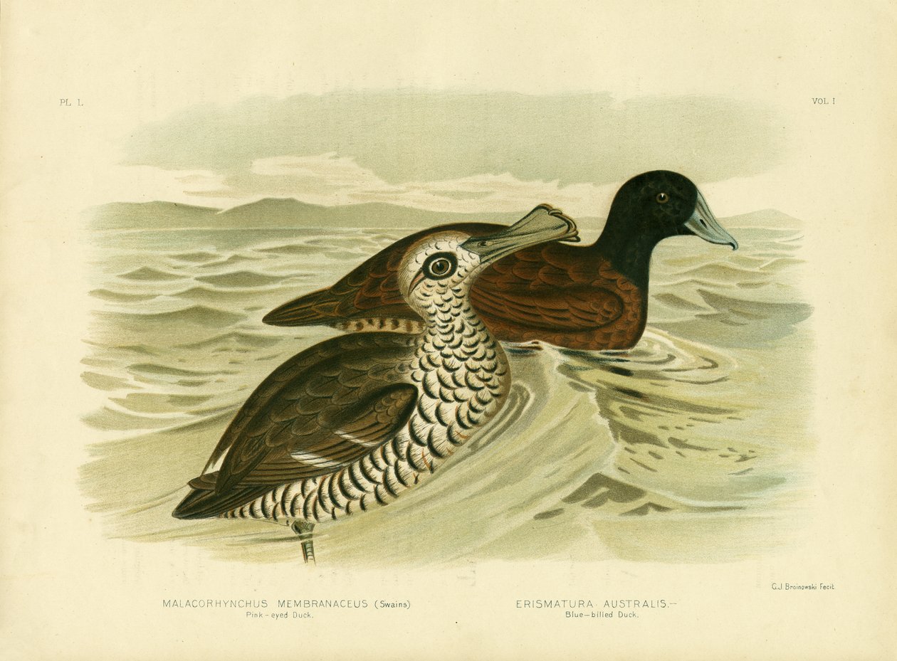 Rosaögd anka, 1891 av Gracius Broinowski