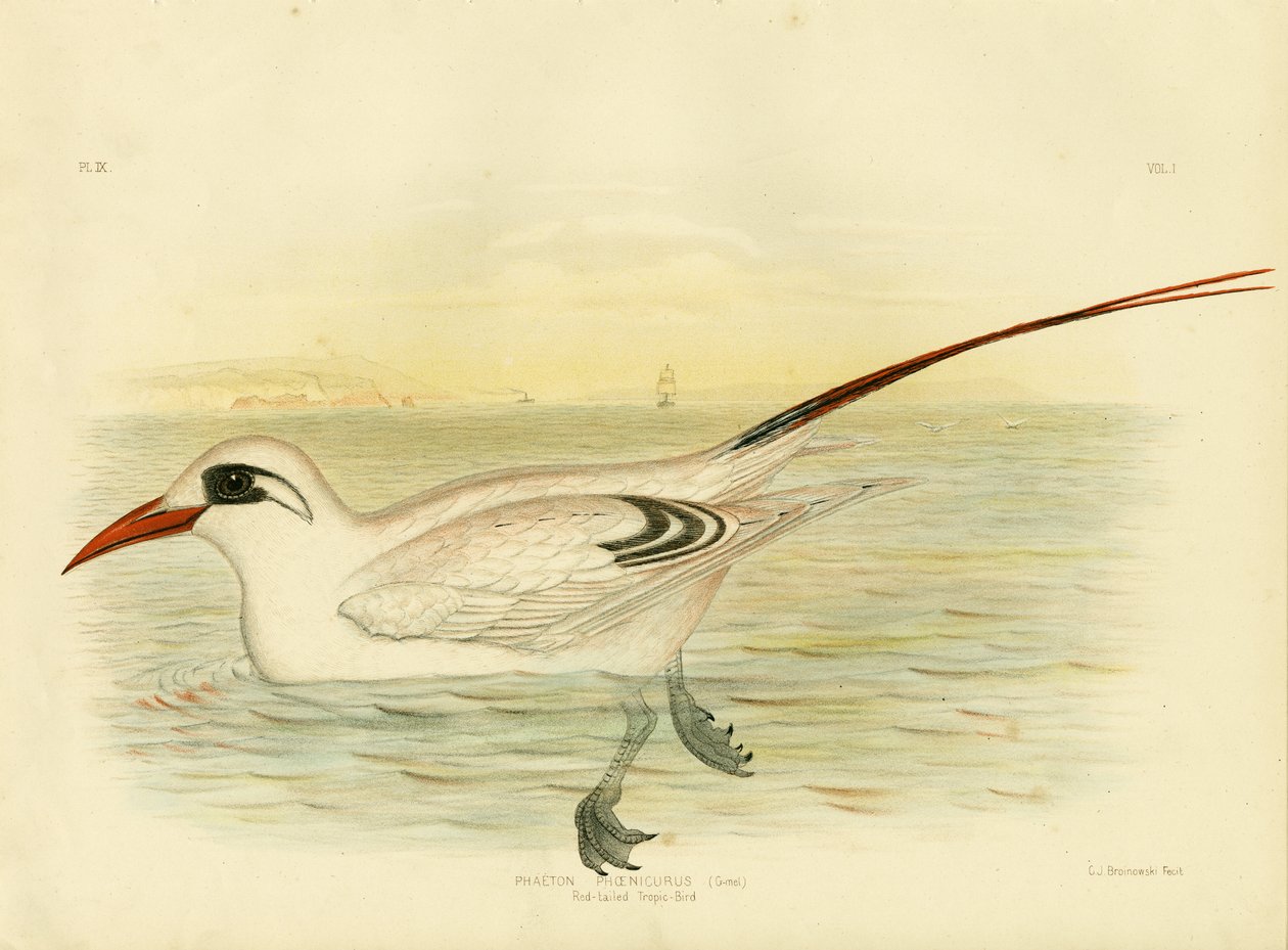Rödsvansad Tropicbird, 1891 av Gracius Broinowski
