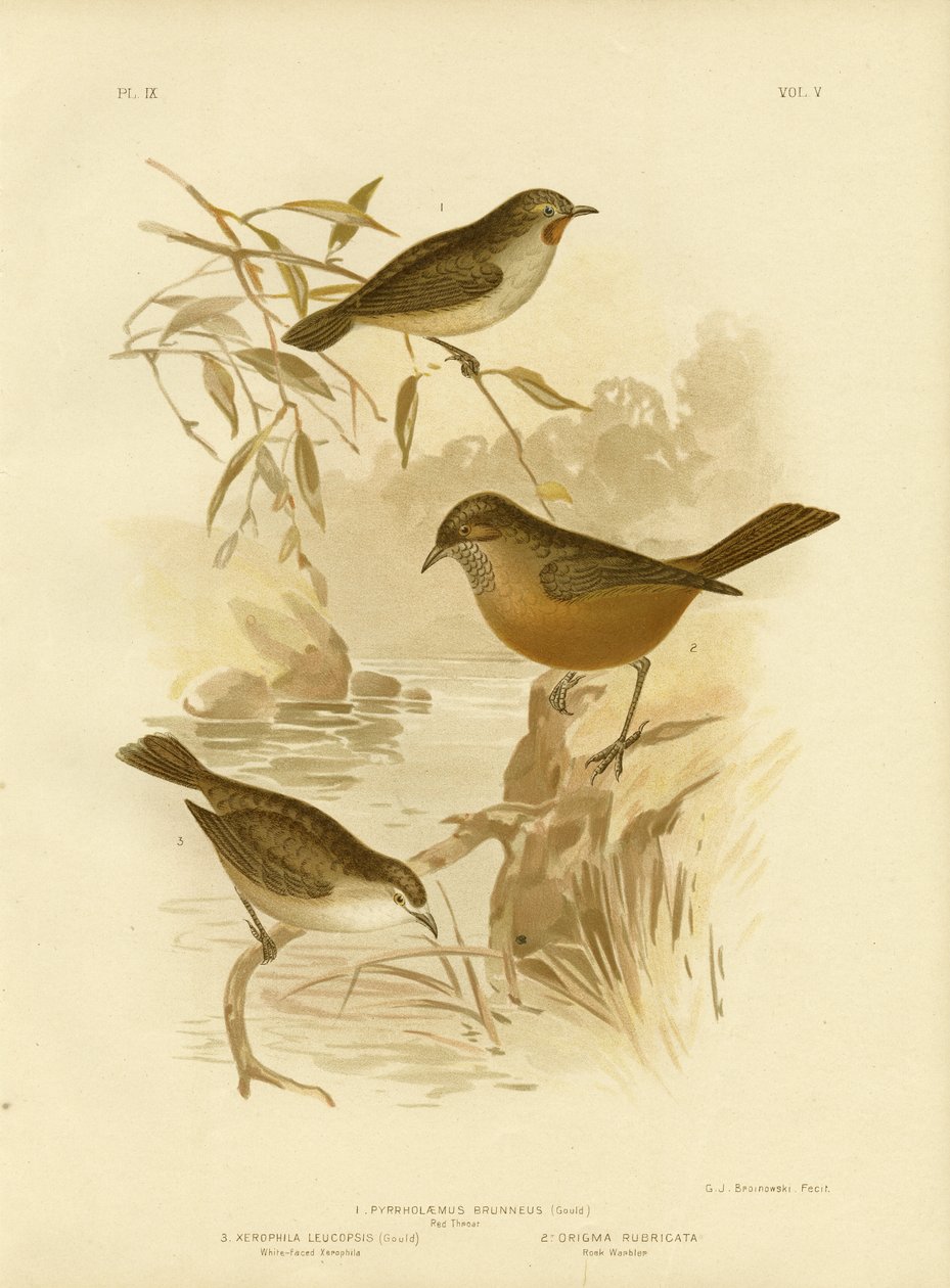 Rödhake, 1891 av Gracius Broinowski