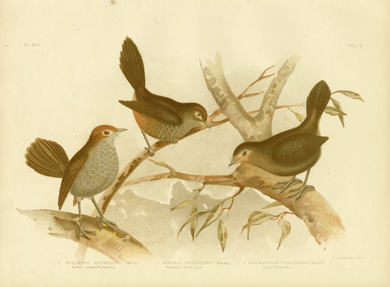 Rufescent Scrub-Bird, 1891 av Gracius Broinowski