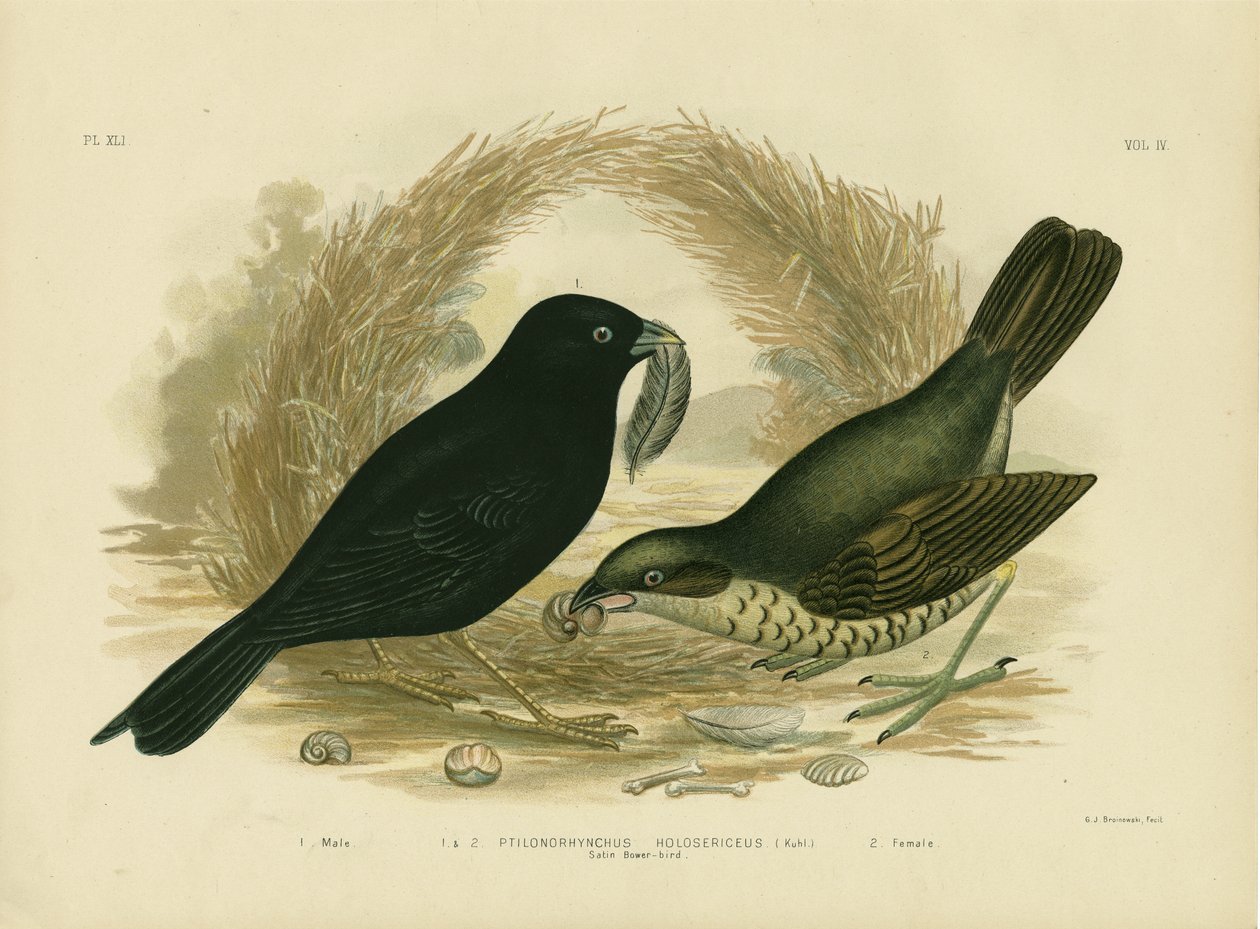 Satin Bowerbird, 1891 av Gracius Broinowski
