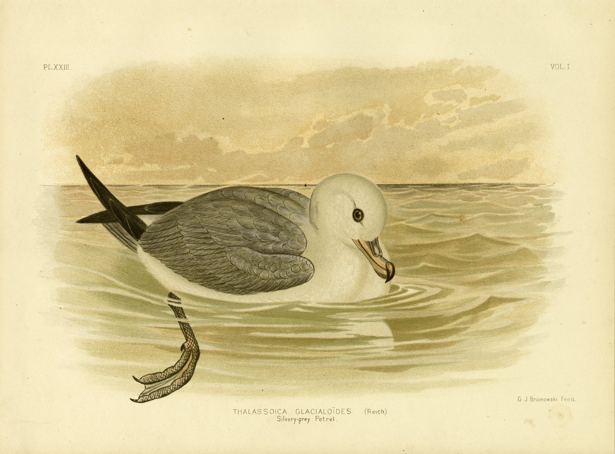 Silvergrå petrel, 1891 av Gracius Broinowski