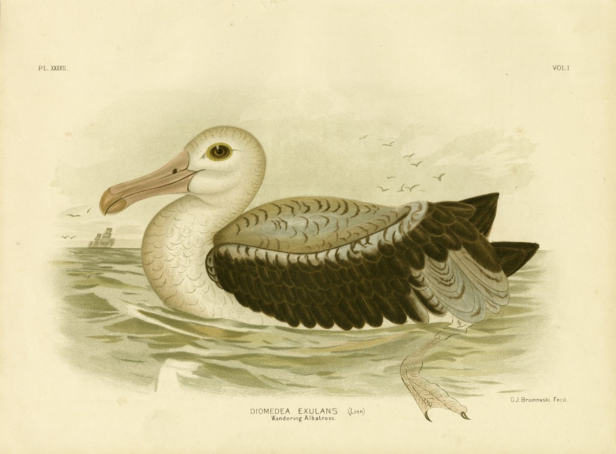 Silvergrå petrel, 1891 av Gracius Broinowski