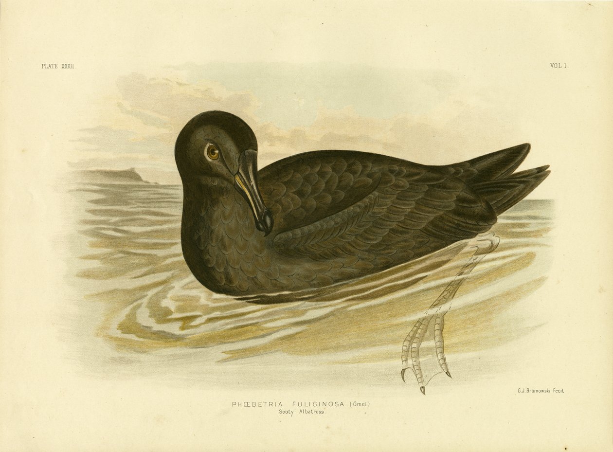 Sotig albatross, 1891 av Gracius Broinowski