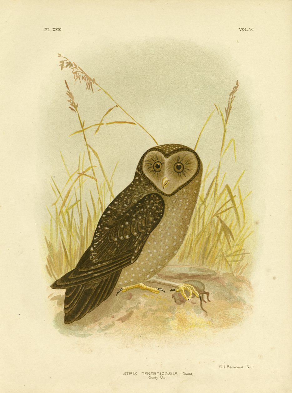 Sotuggla, 1891 av Gracius Broinowski