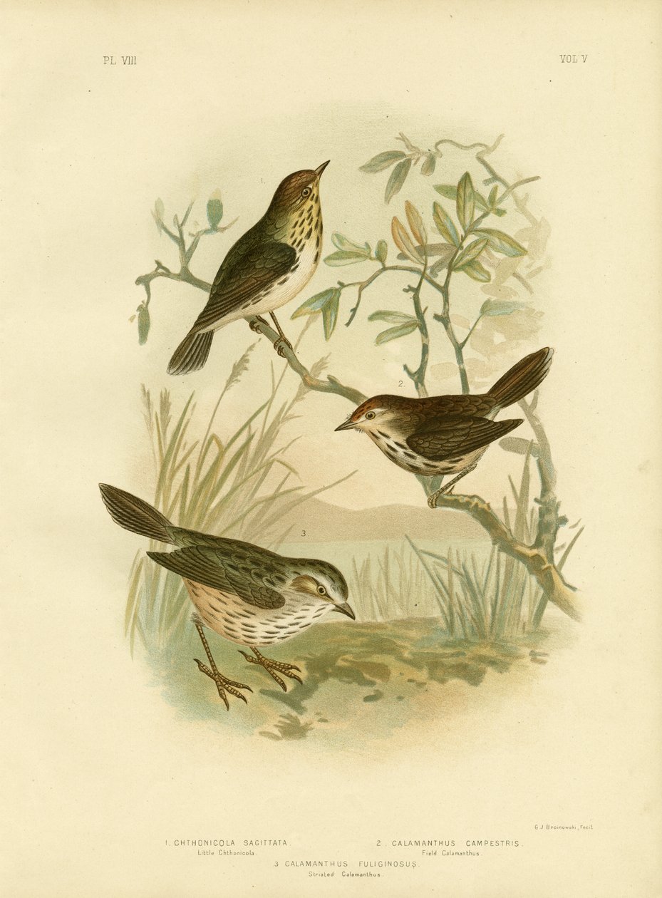 Spräcklig sångare, 1891 av Gracius Broinowski