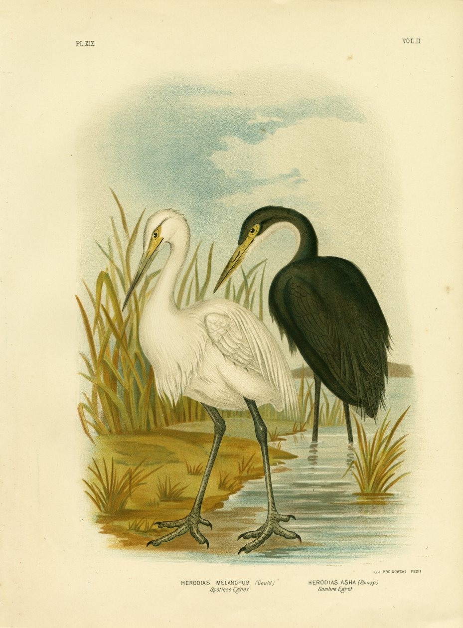 Fläckig häger eller liten häger, 1891 av Gracius Broinowski