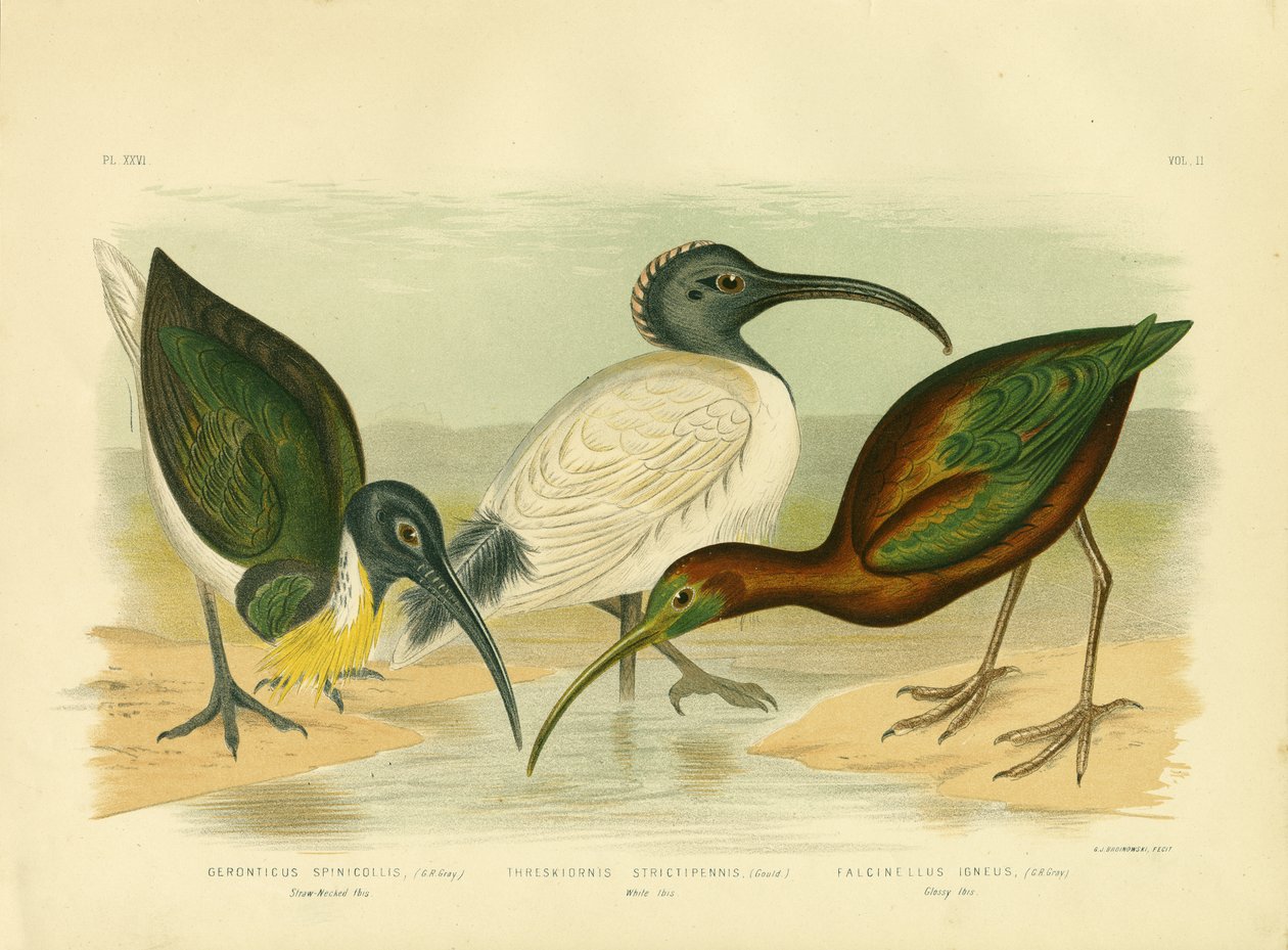 Halmhalsad Ibis, 1891 av Gracius Broinowski
